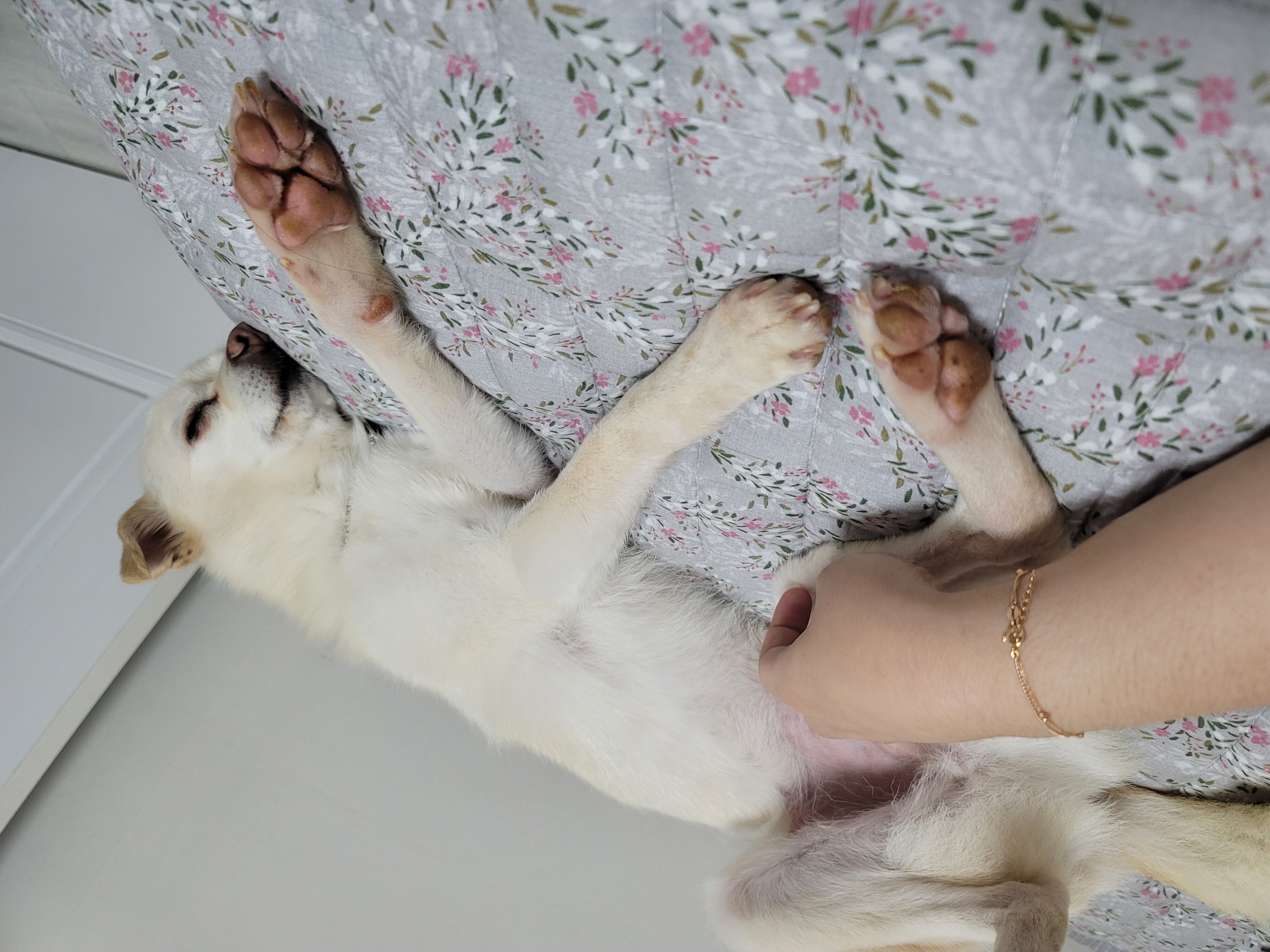 호두(데이지) 입양 후 이야기