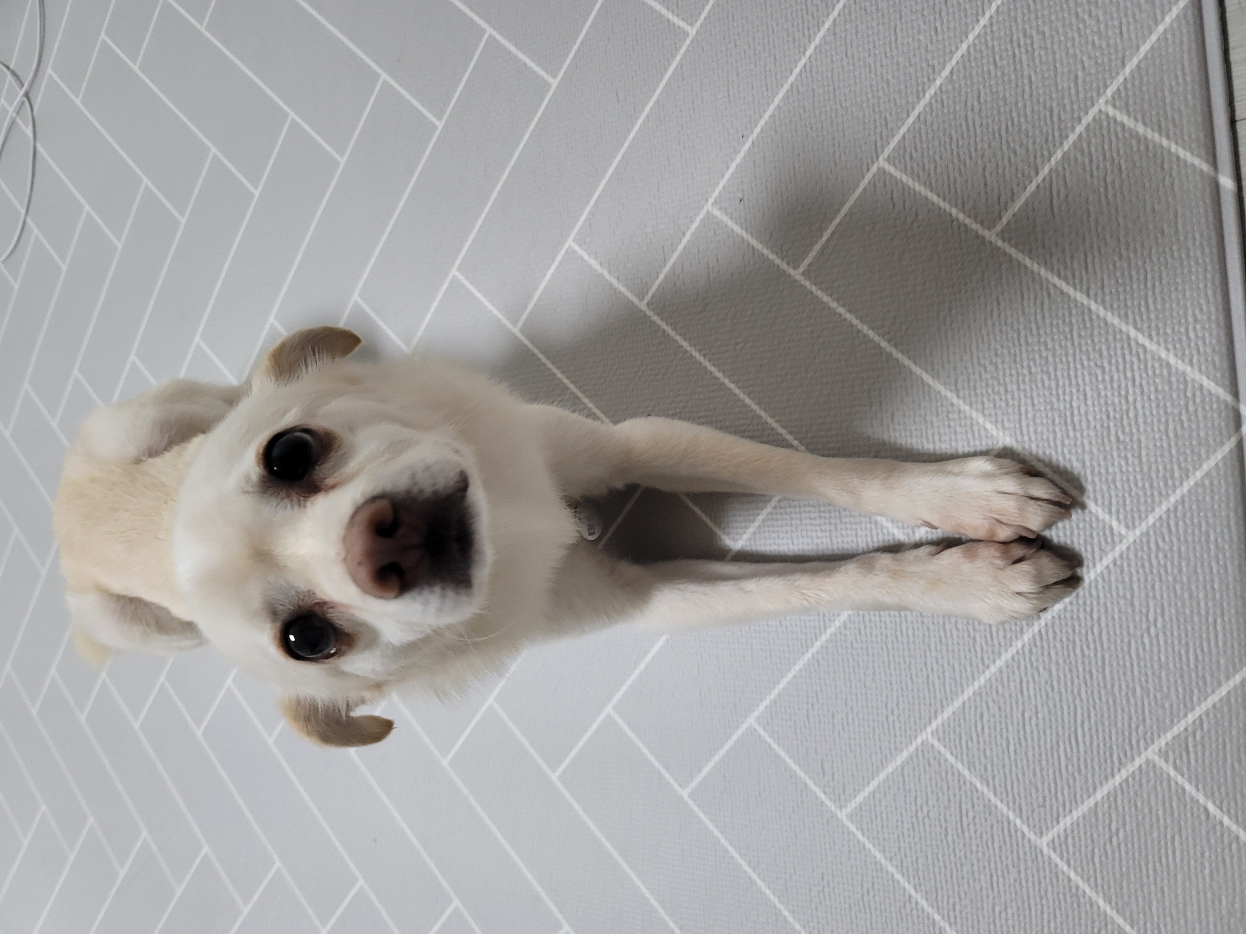 호두(데이지) 입양 후 이야기