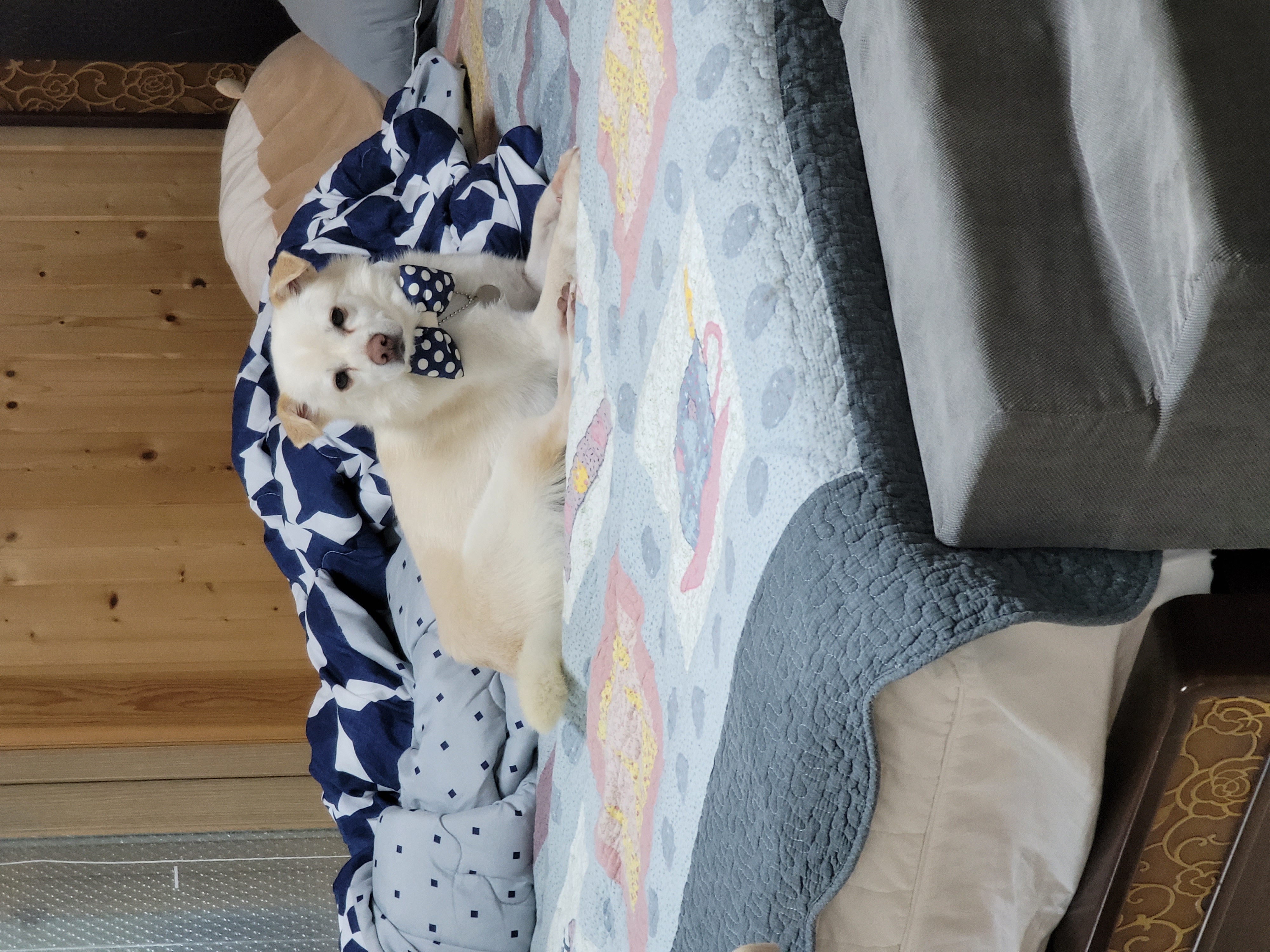 호두(데이지) 입양 후 이야기