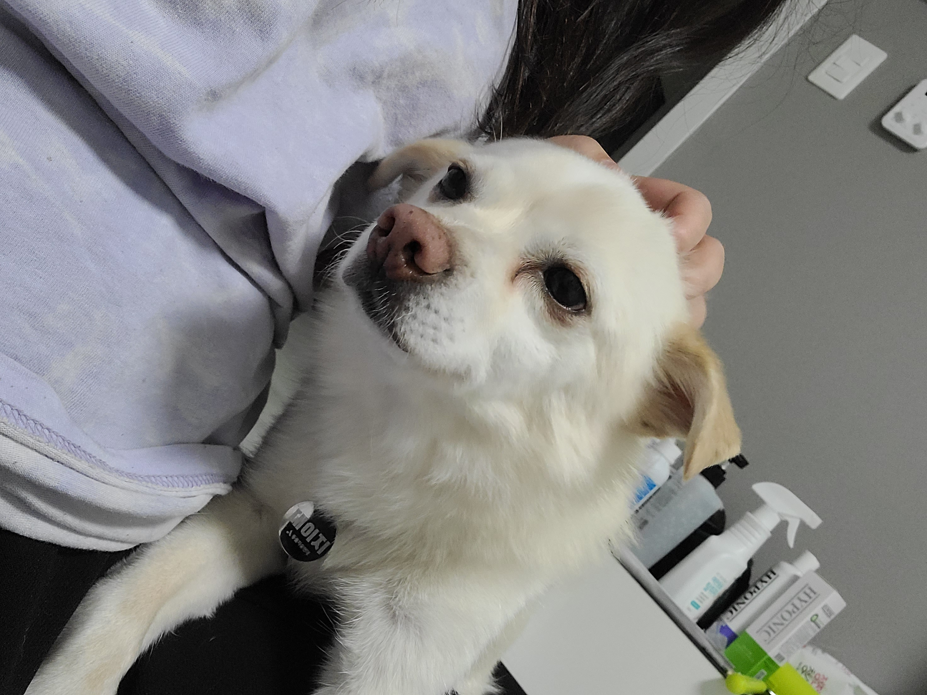 호두(데이지) 입양 후 이야기