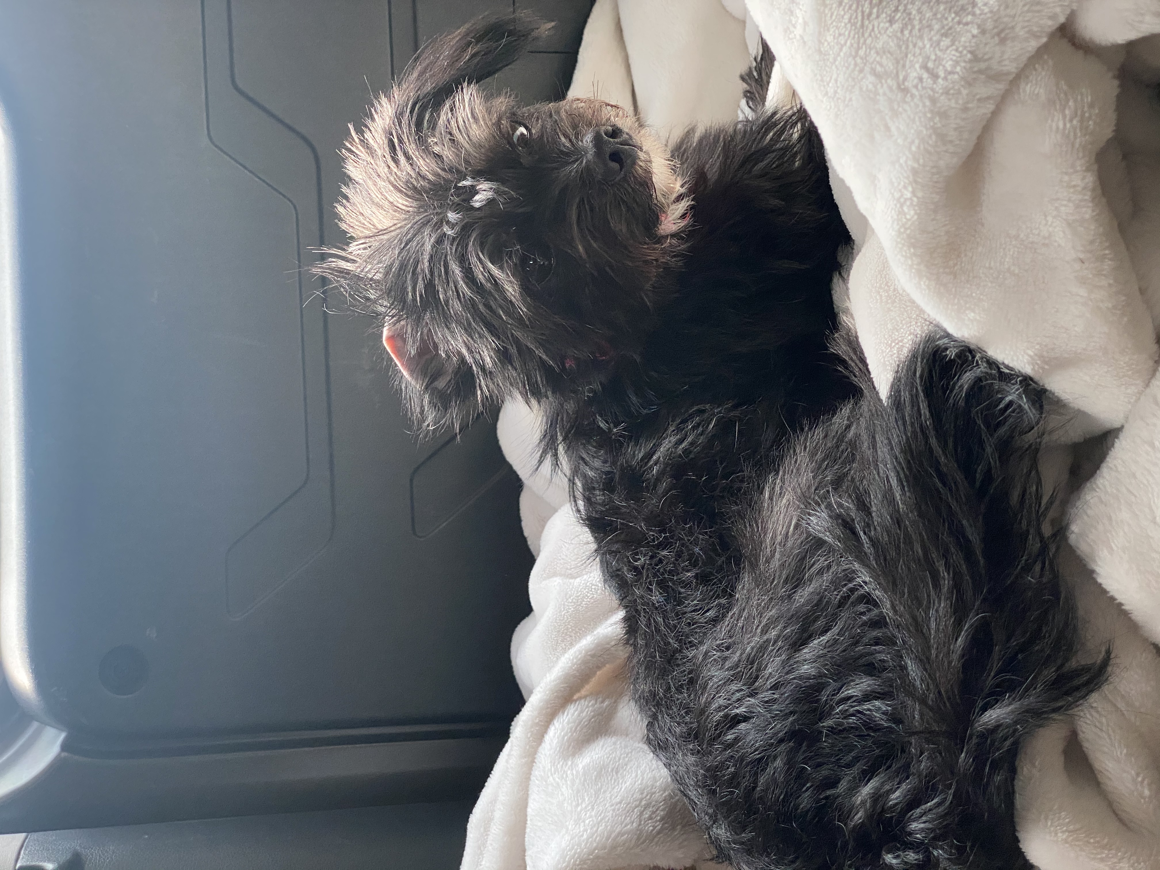 뽀일이, 반달이로서의 삶 