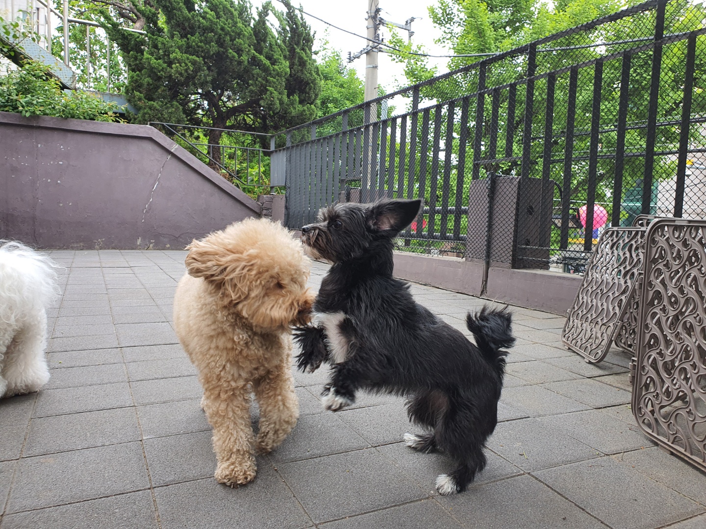 뽀일이, 반달이로서의 삶 