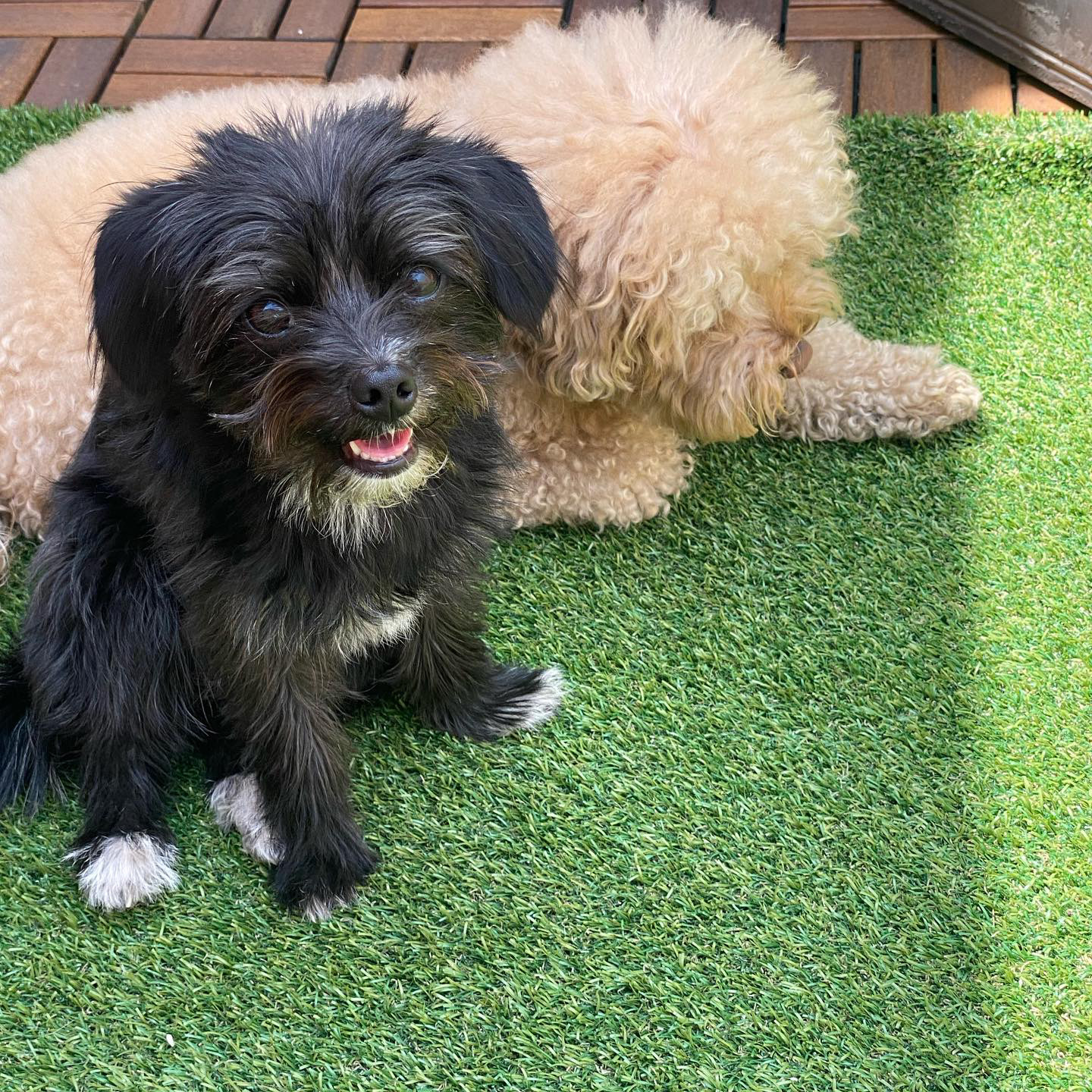 뽀일이, 반달이로서의 삶 