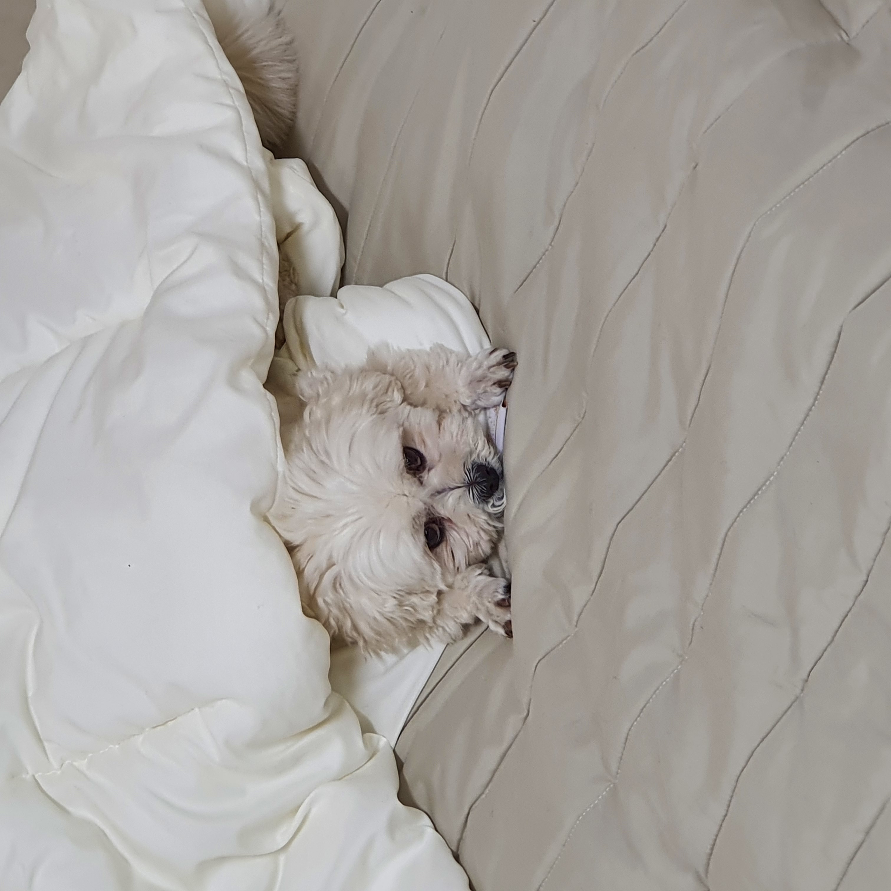 구)콩이 현)구름이 벌써 온지 1년이 훌쩍 지났어요