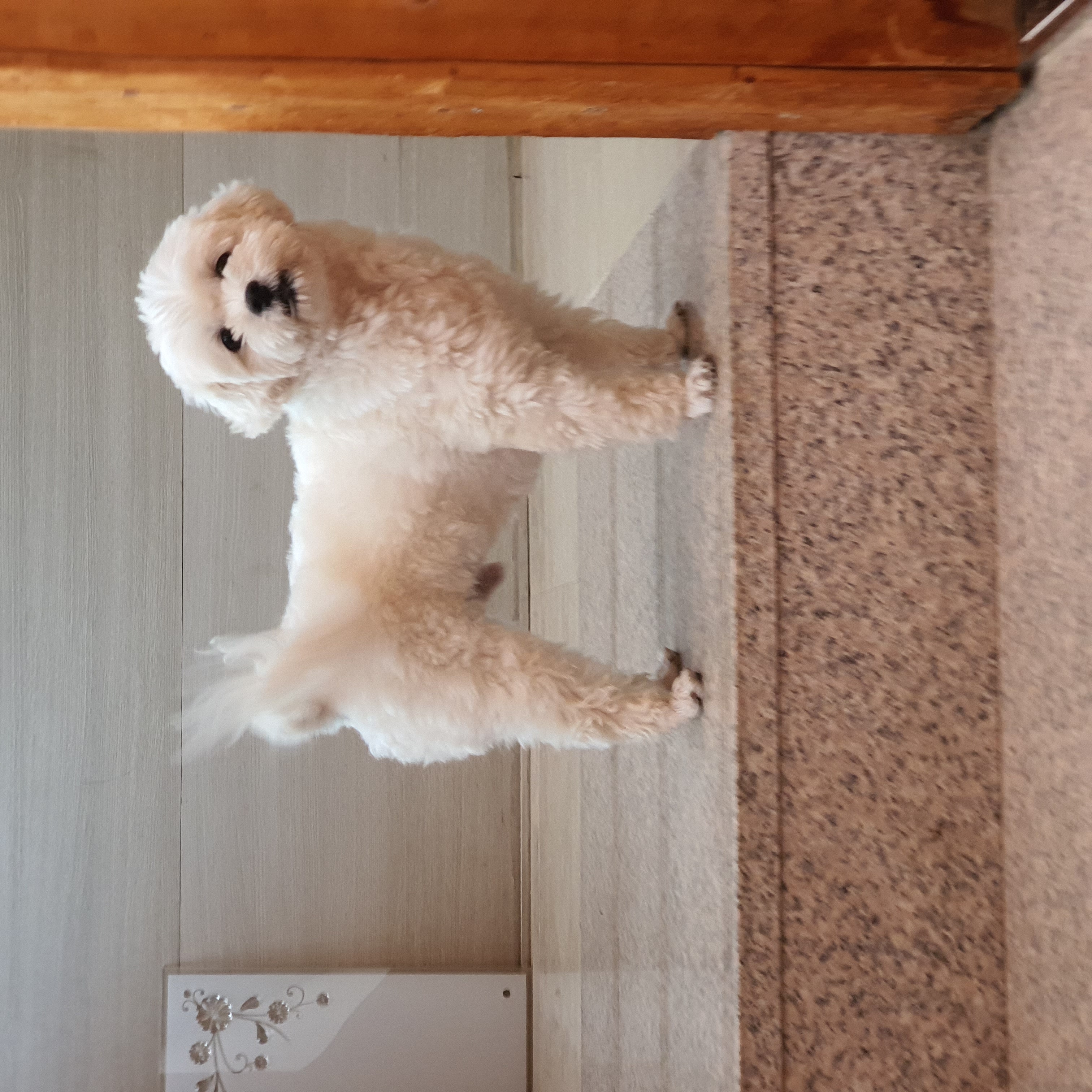 구)콩이 현)구름이 벌써 온지 1년이 훌쩍 지났어요