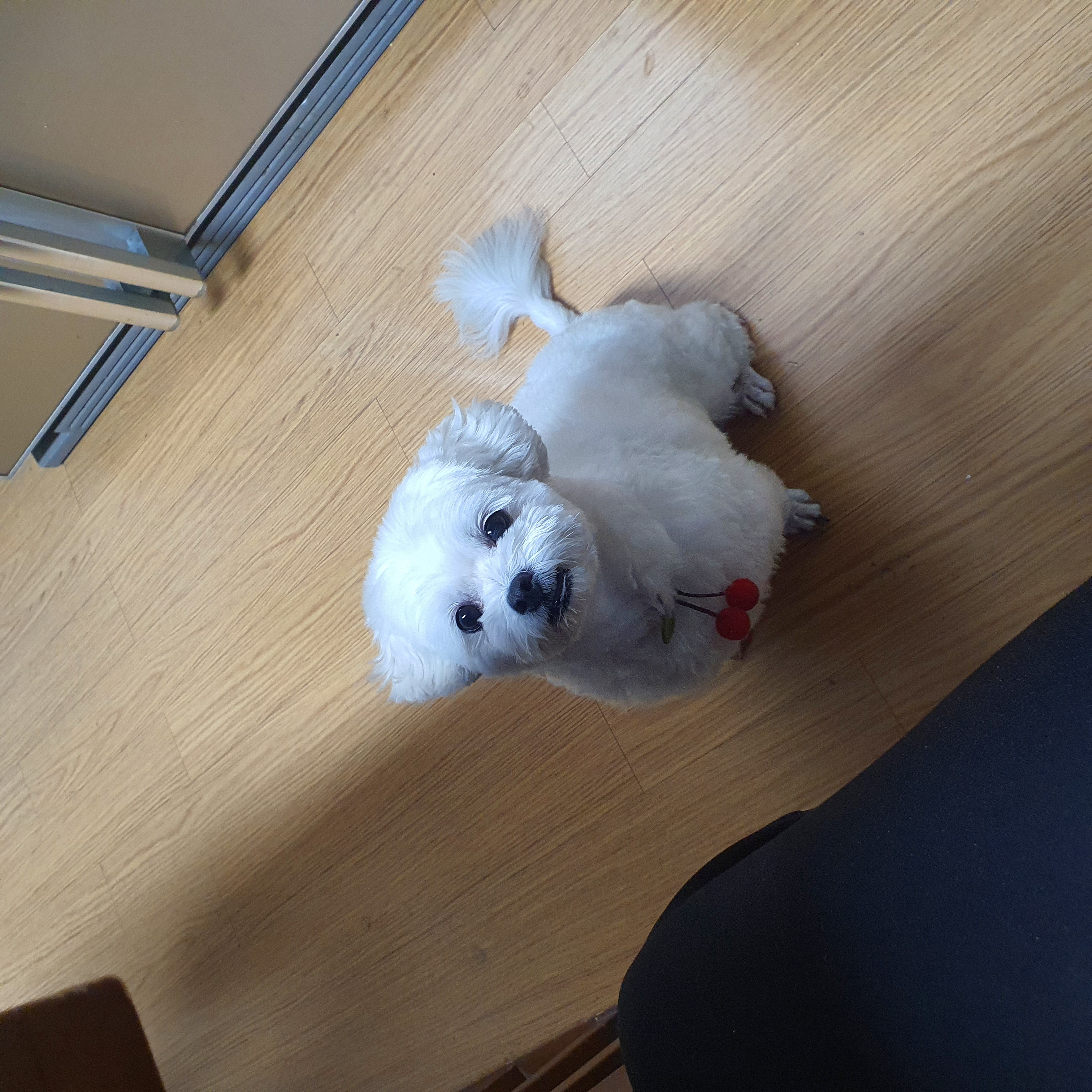 구)콩이 현)구름이 벌써 온지 1년이 훌쩍 지났어요