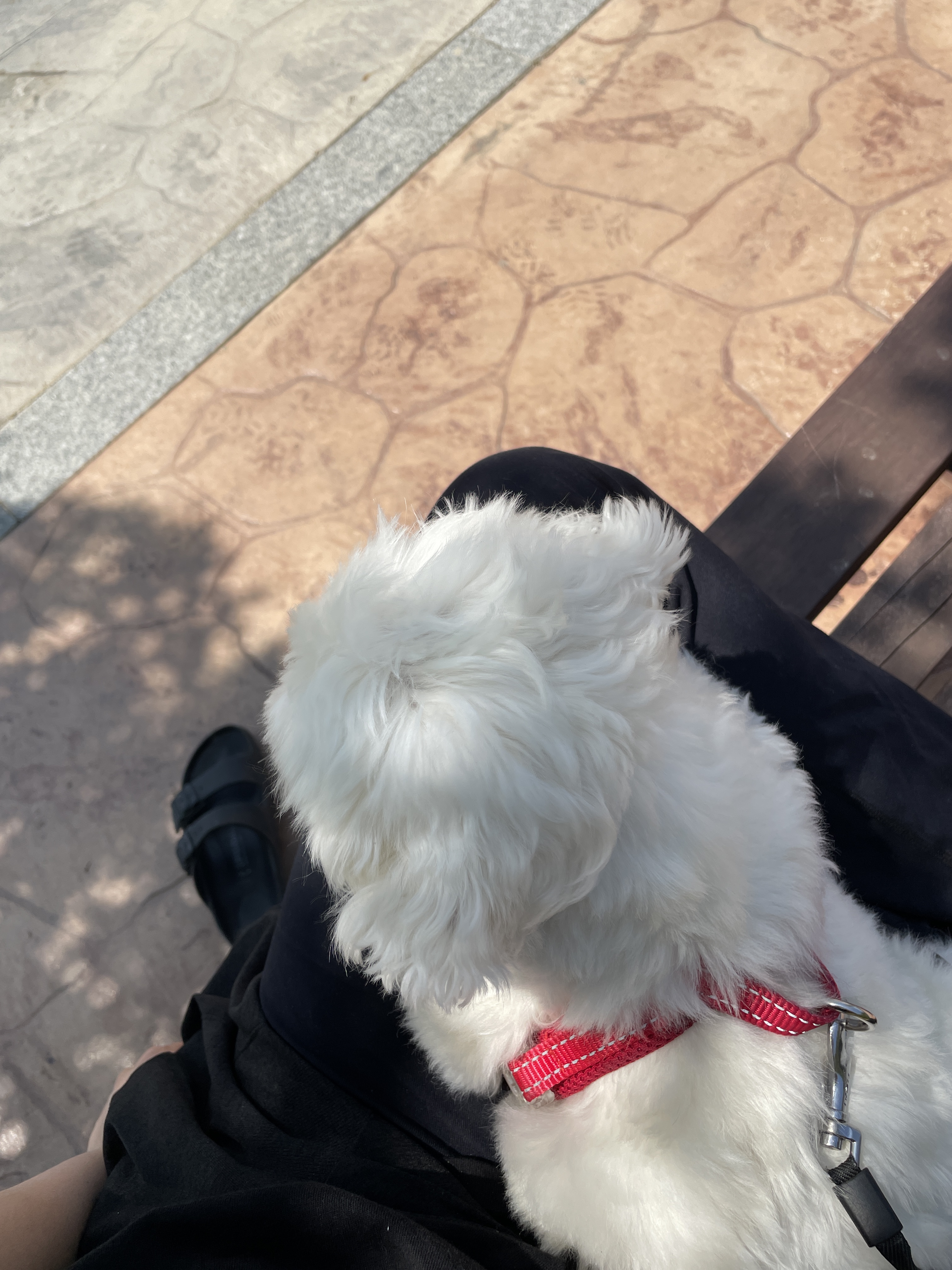 구)콩이 현)구름이 벌써 온지 1년이 훌쩍 지났어요