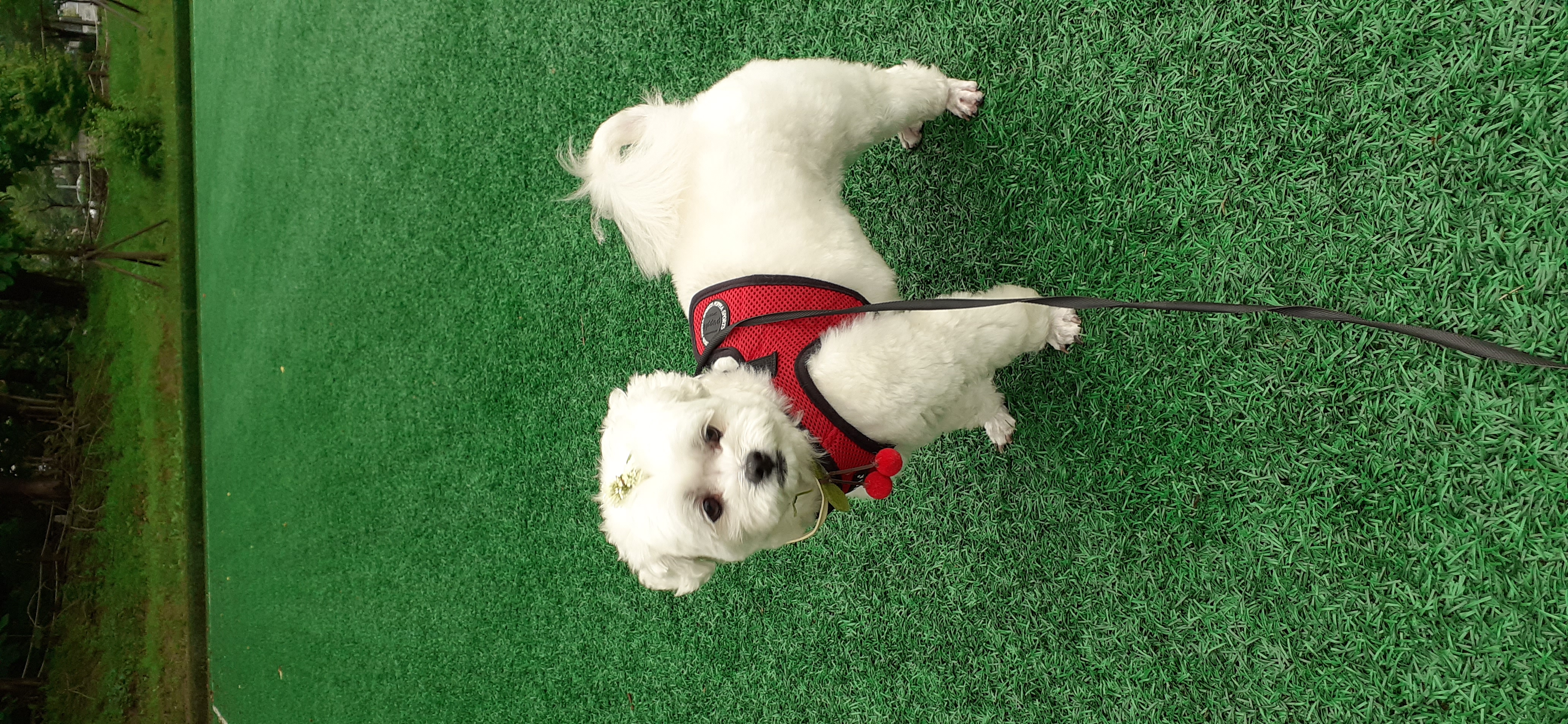 구)콩이 현)구름이 벌써 온지 1년이 훌쩍 지났어요