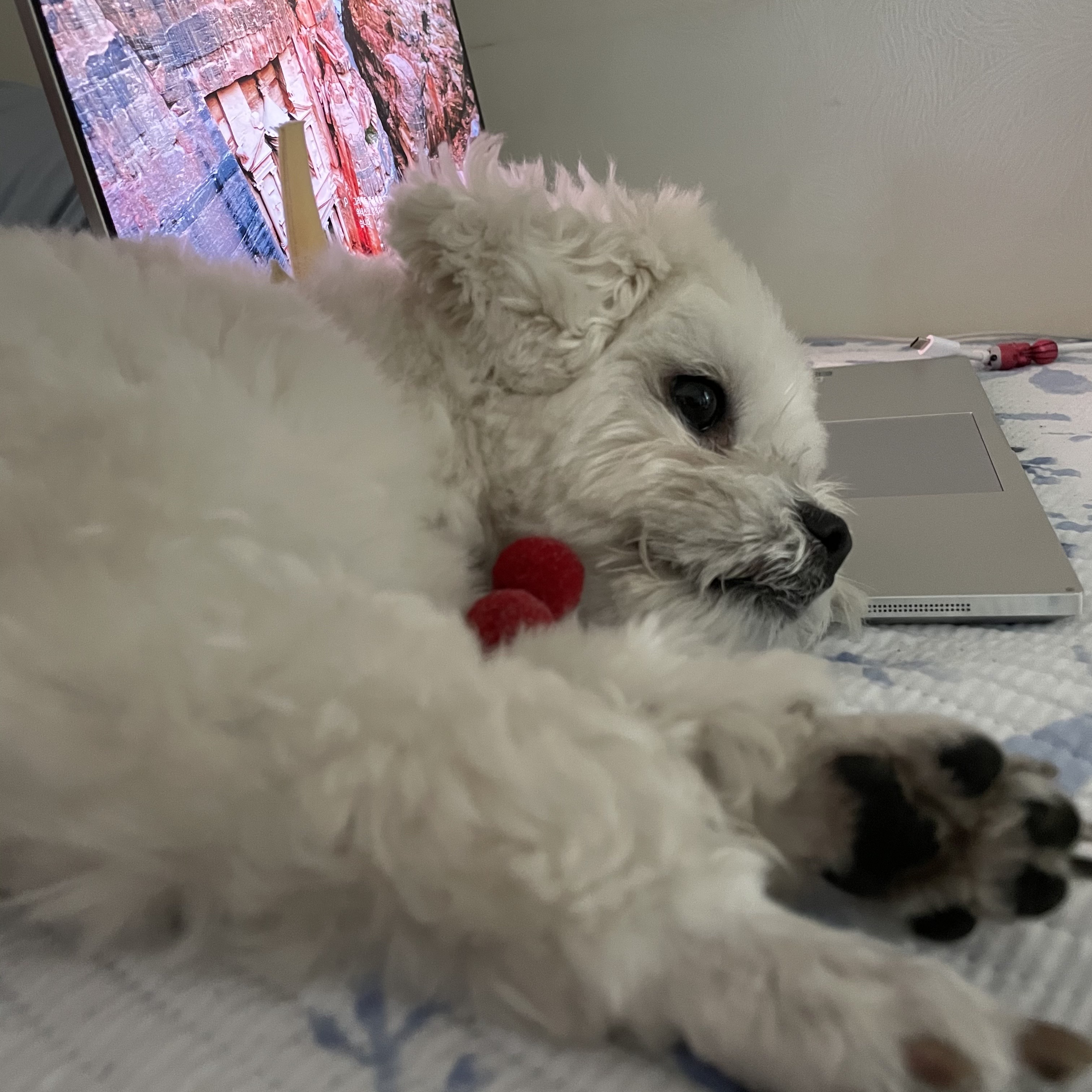 구)콩이 현)구름이 벌써 온지 1년이 훌쩍 지났어요