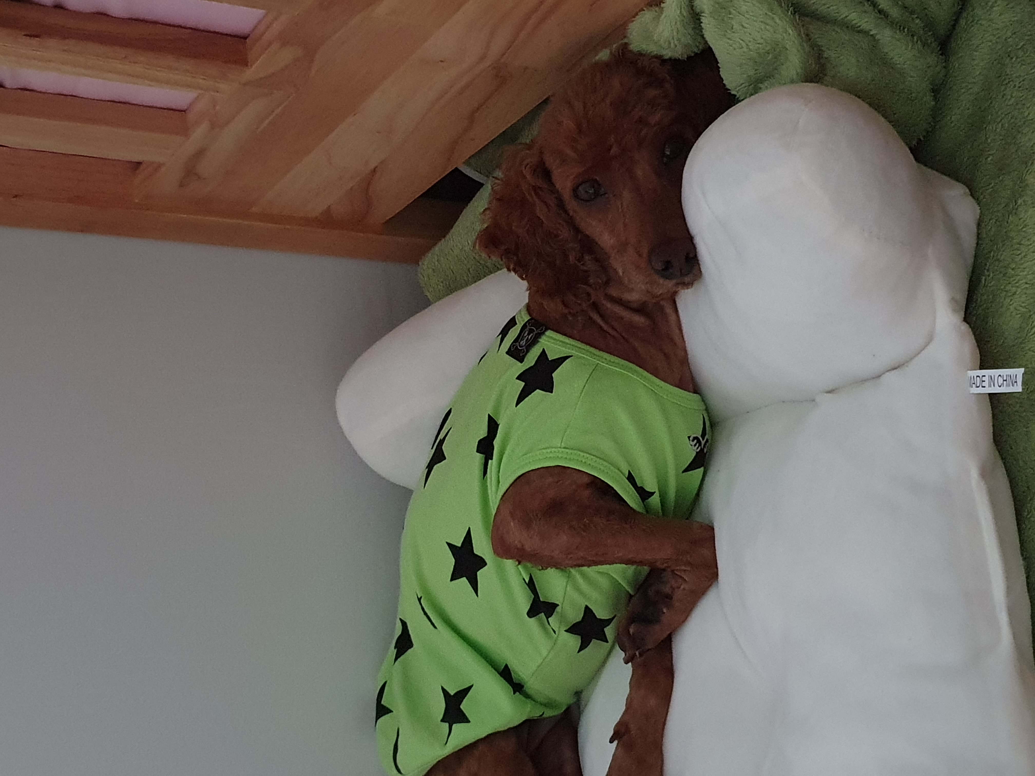 곤지암 앙금이(쿠키) 3개월째  이야기가 늦었어요ㅜ.ㅜ