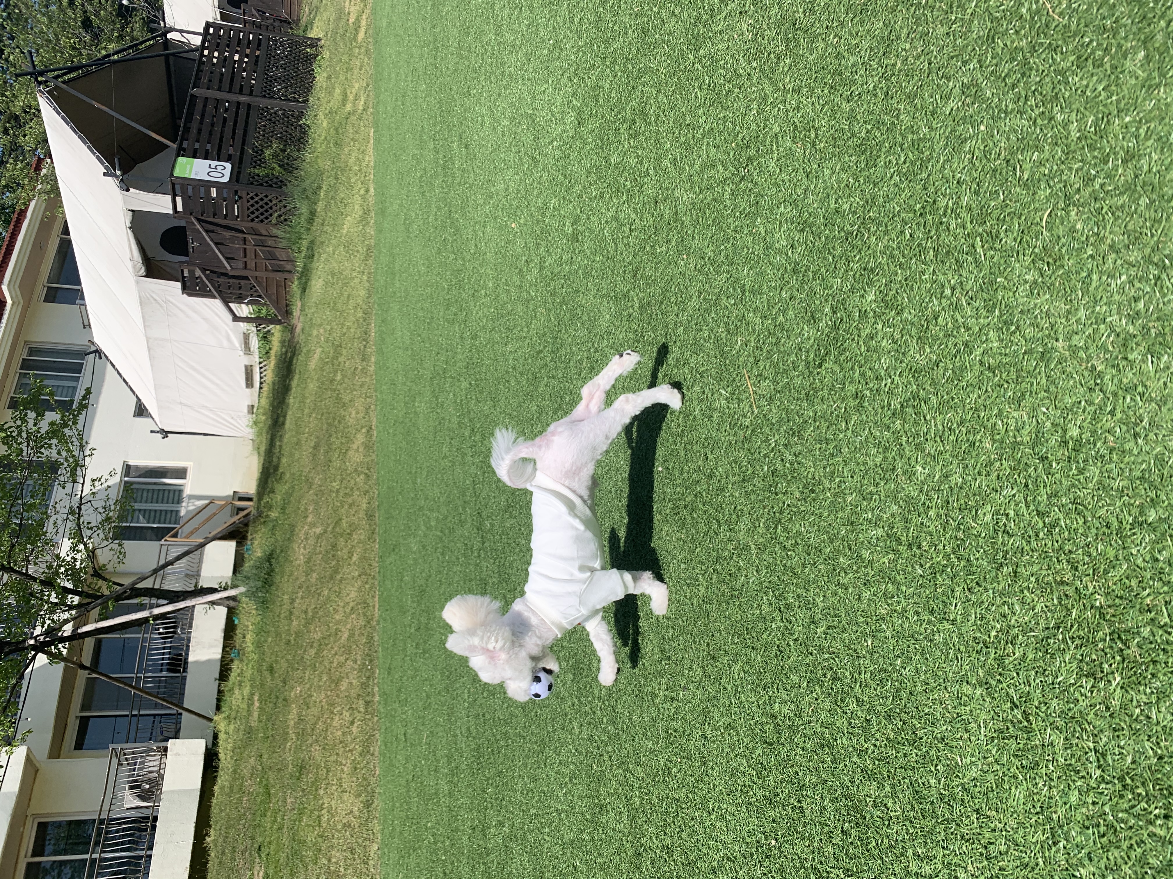 콩이(구 곤지암 하일이)입양 3개월차 후기