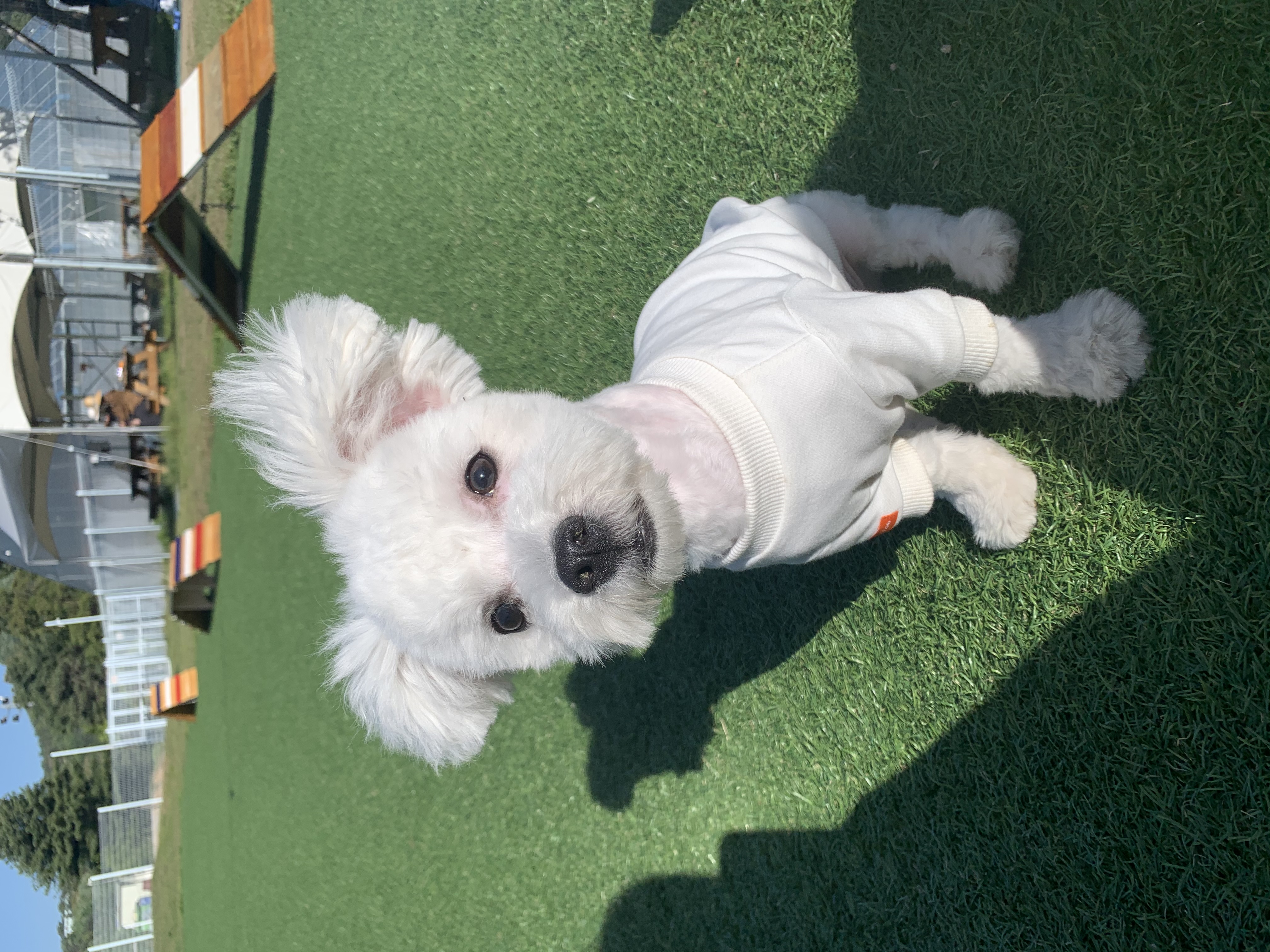 콩이(구 곤지암 하일이)입양 3개월차 후기