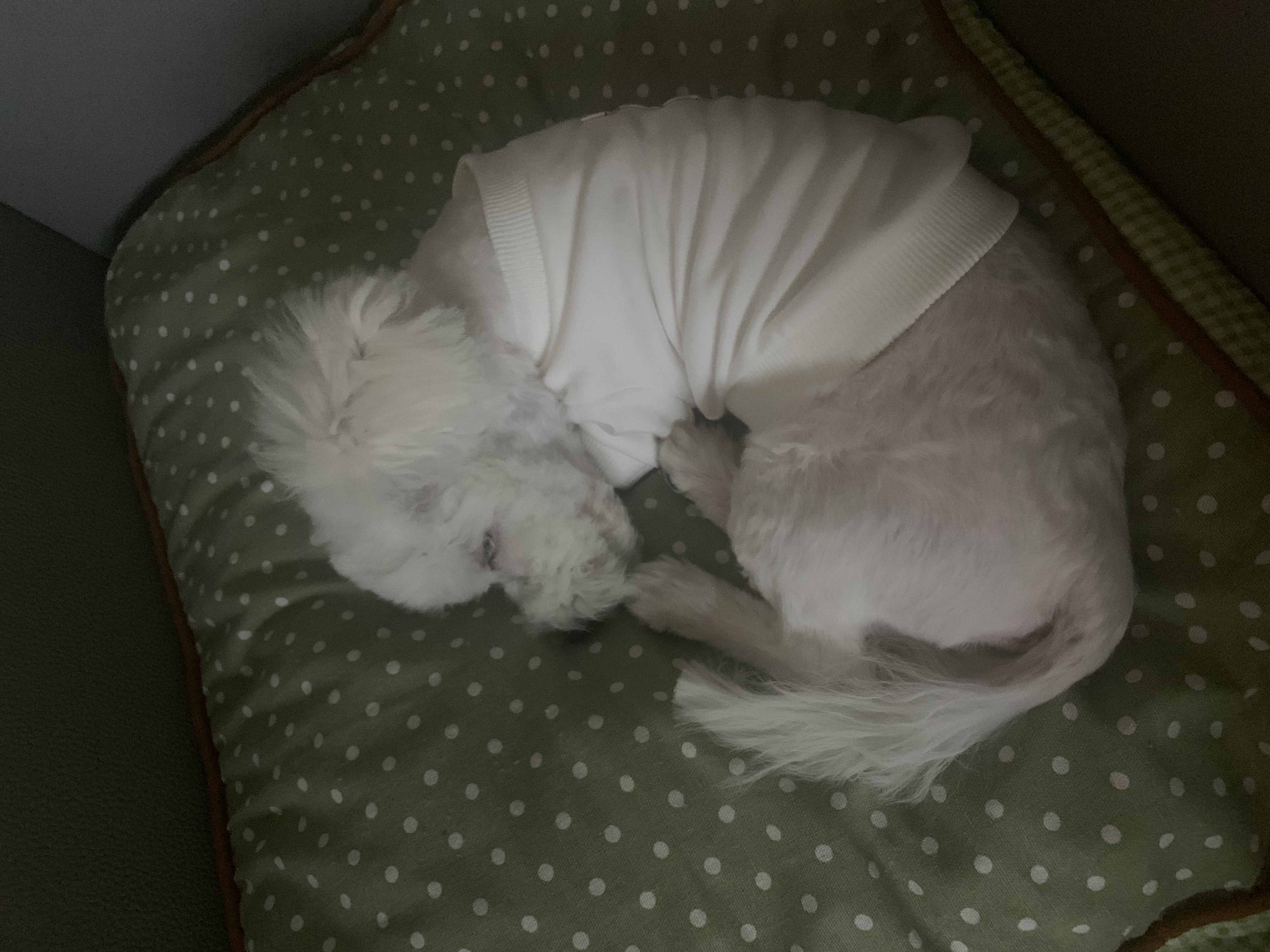 콩이(구 곤지암 하일이)입양 3개월차 후기