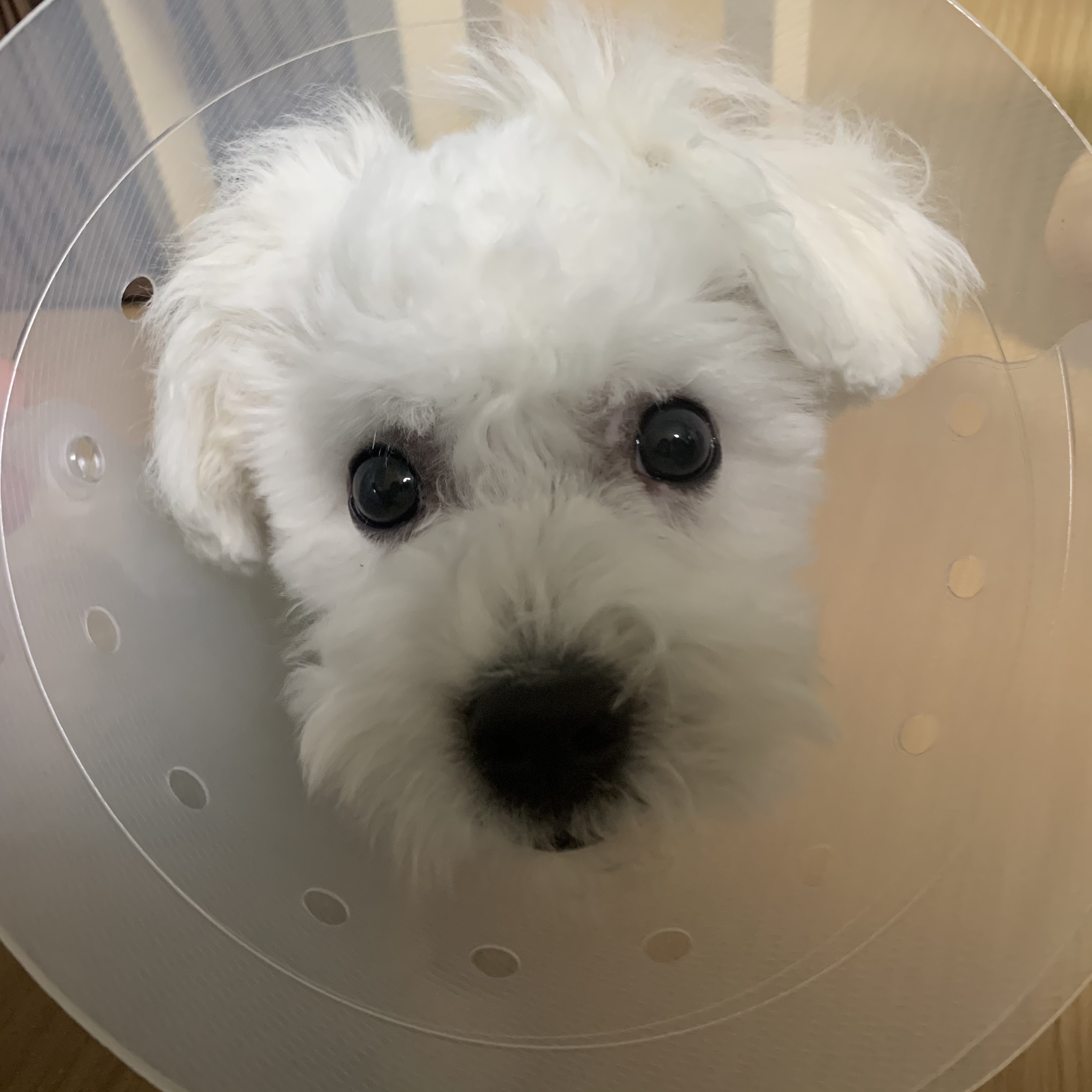 콩이(구 곤지암 하일이)입양 3개월차 후기