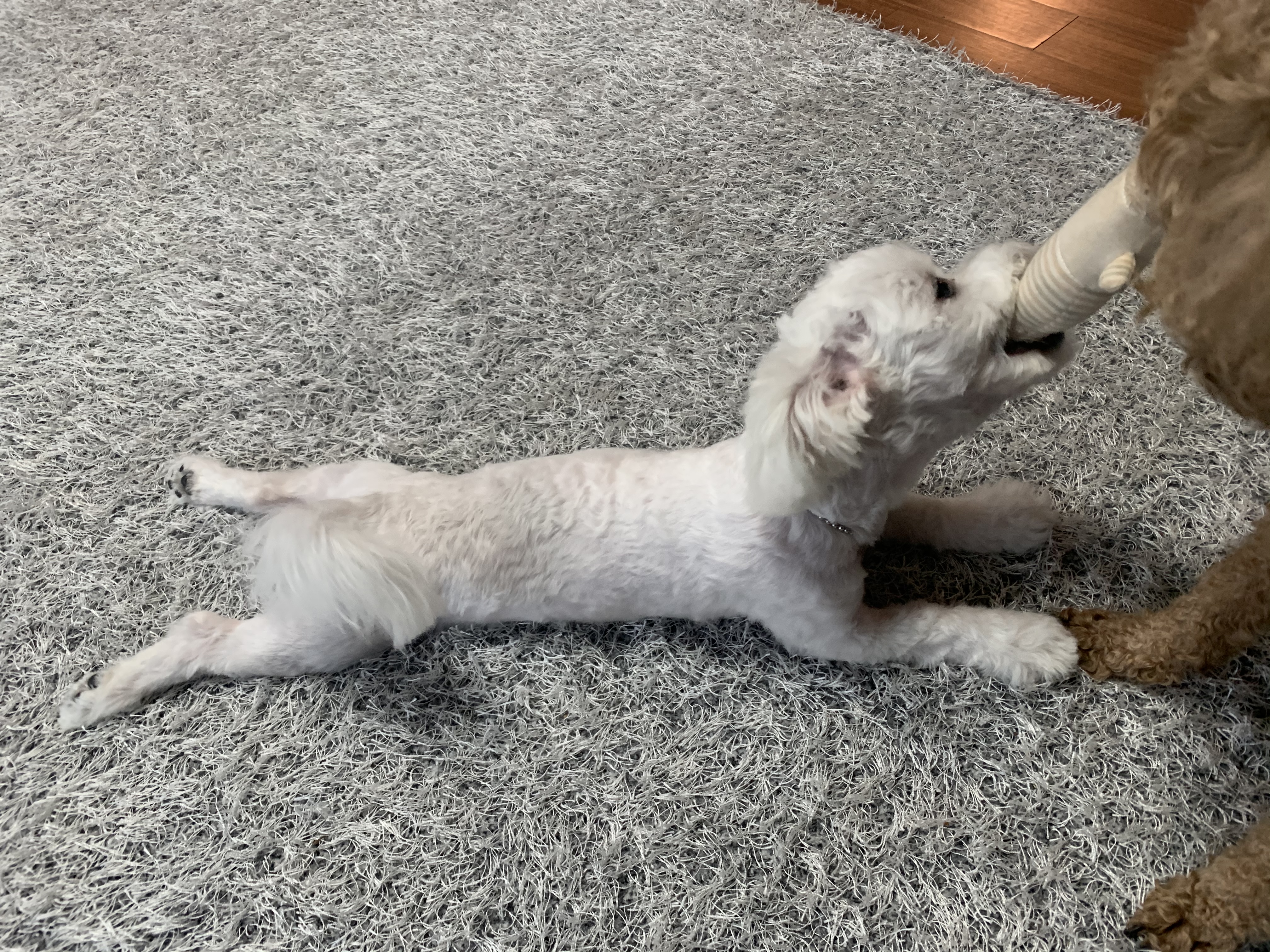 콩이(구 곤지암 하일이)입양 3개월차 후기