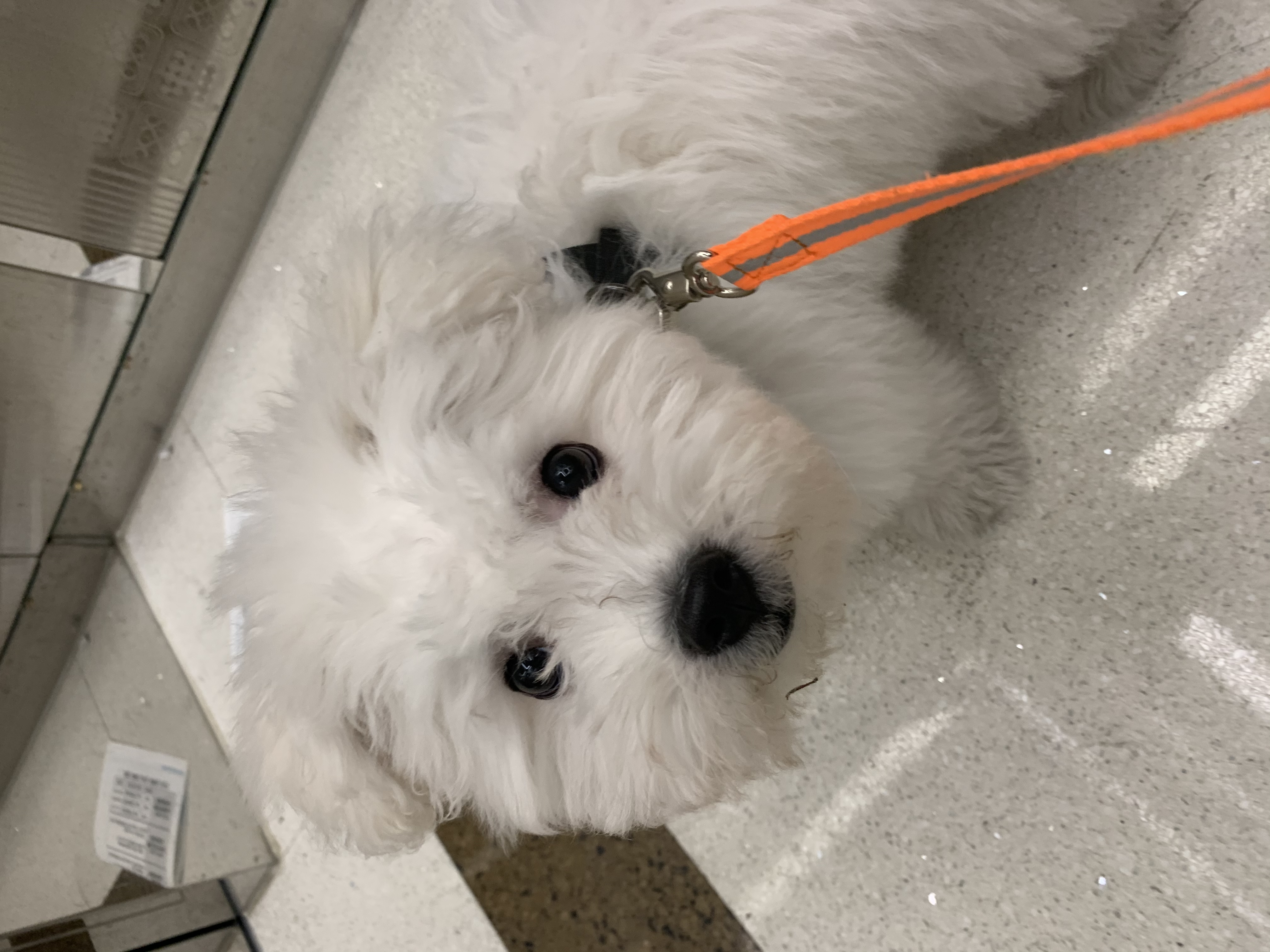 콩이(구 곤지암 하일이)입양 3개월차 후기