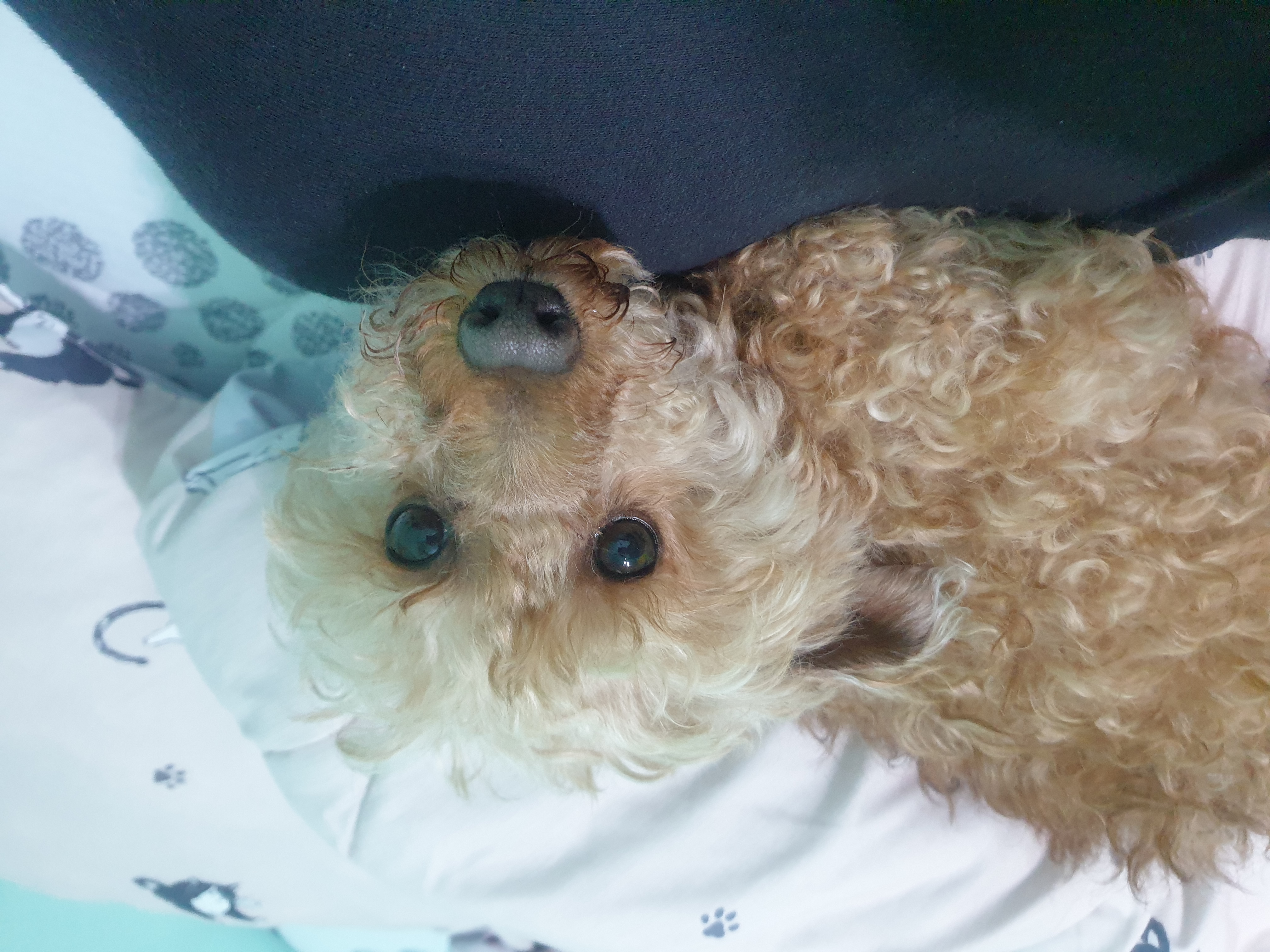 봄이 한달 입양 후기