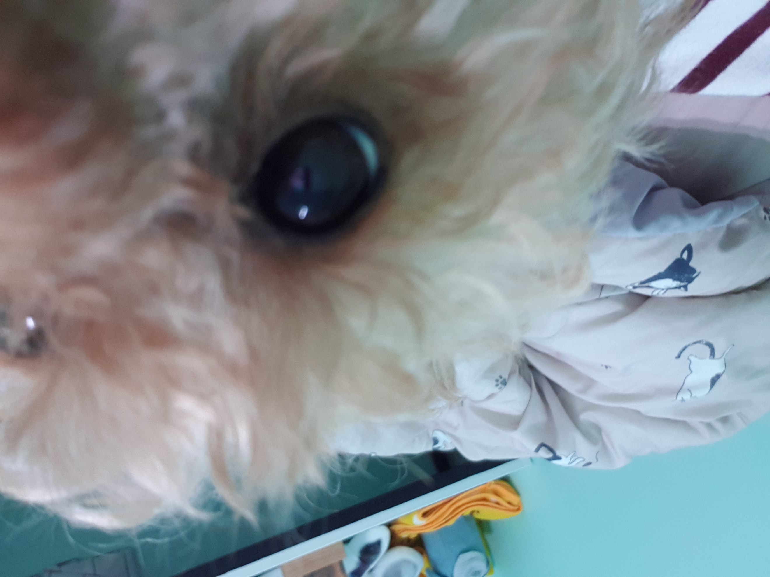 봄이 한달 입양 후기