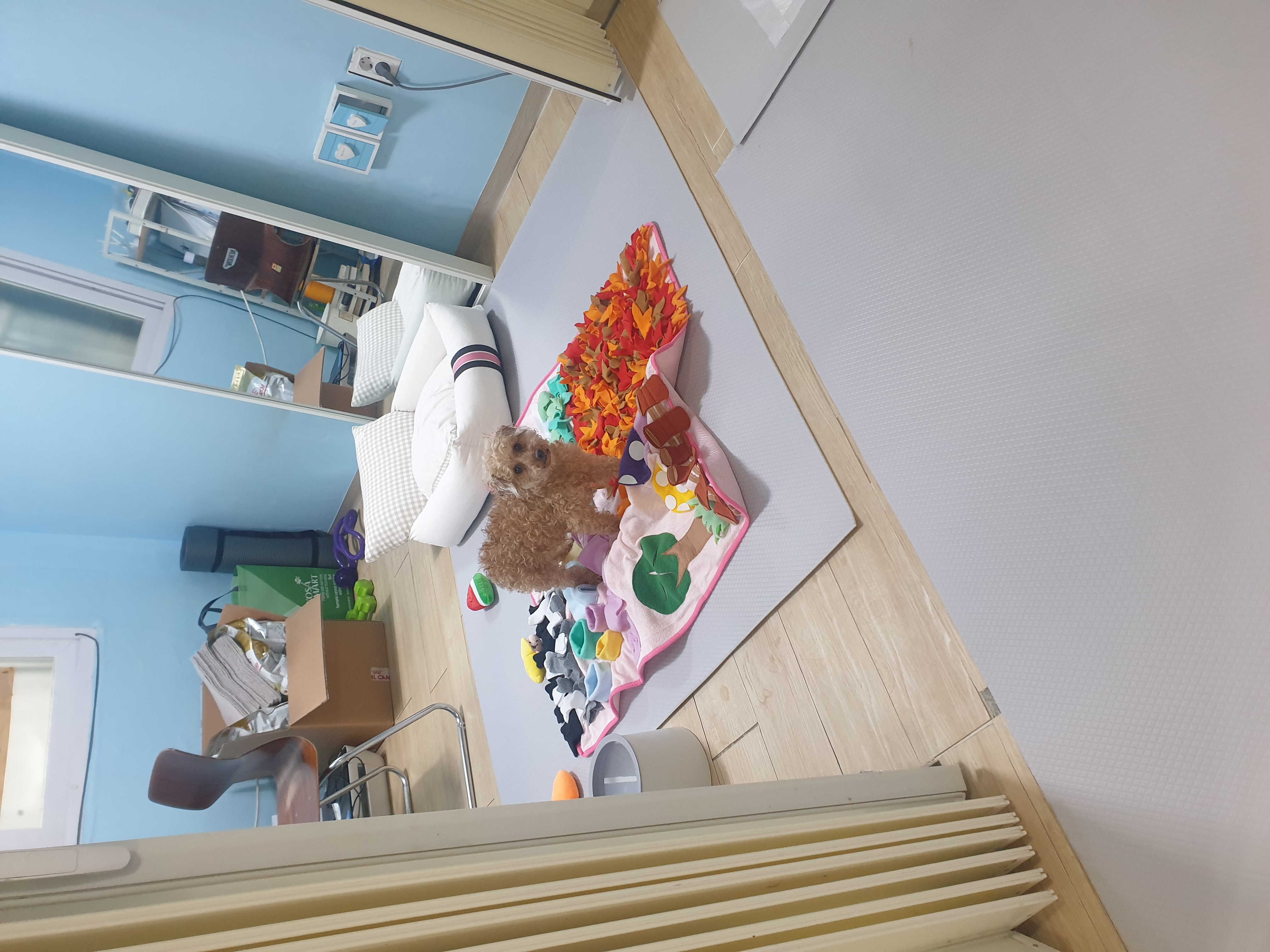 봄이 한달 입양 후기