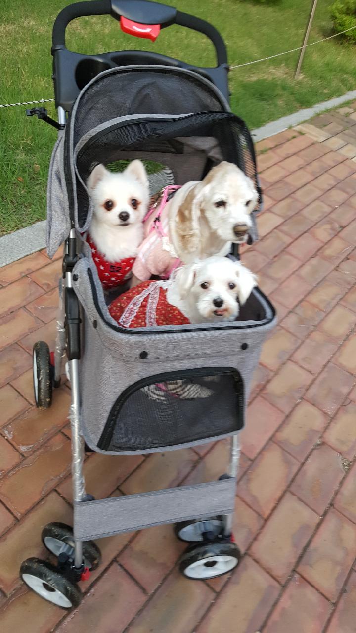 ♡연두와꽃비(이천이  사천이) 근황♡