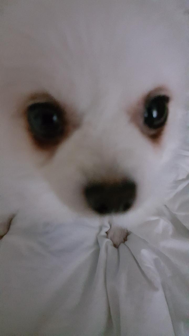 ♡연두와꽃비(이천이  사천이) 근황♡