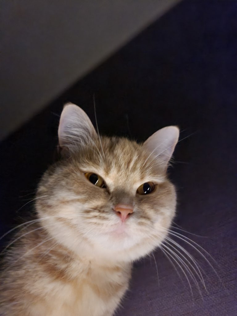 복동이(쫄랑이) 1년 입양 후 이야기 입니다.