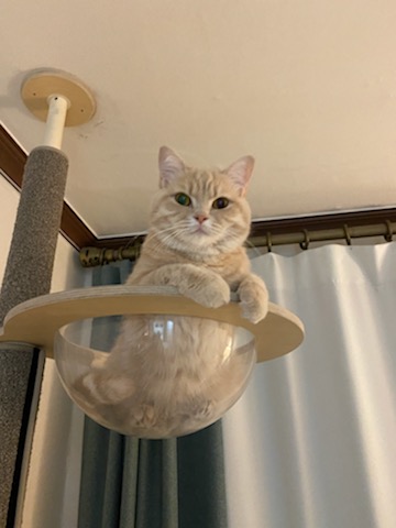 복동이(쫄랑이) 1년 입양 후 이야기 입니다.