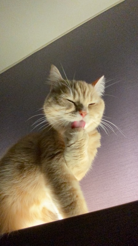 복동이(쫄랑이) 1년 입양 후 이야기 입니다.