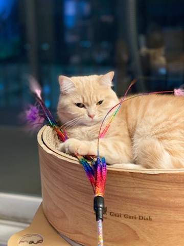 복동이(쫄랑이) 1년 입양 후 이야기 입니다.