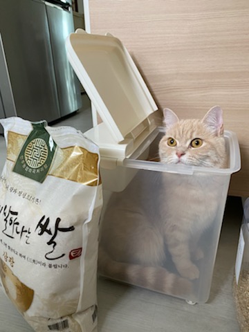 복동이(쫄랑이) 1년 입양 후 이야기 입니다.