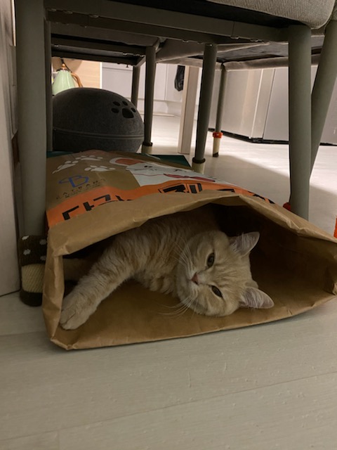 복동이(쫄랑이) 1년 입양 후 이야기 입니다.