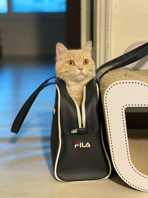 복동이(쫄랑이) 1년 입양 후 이야기 입니다.