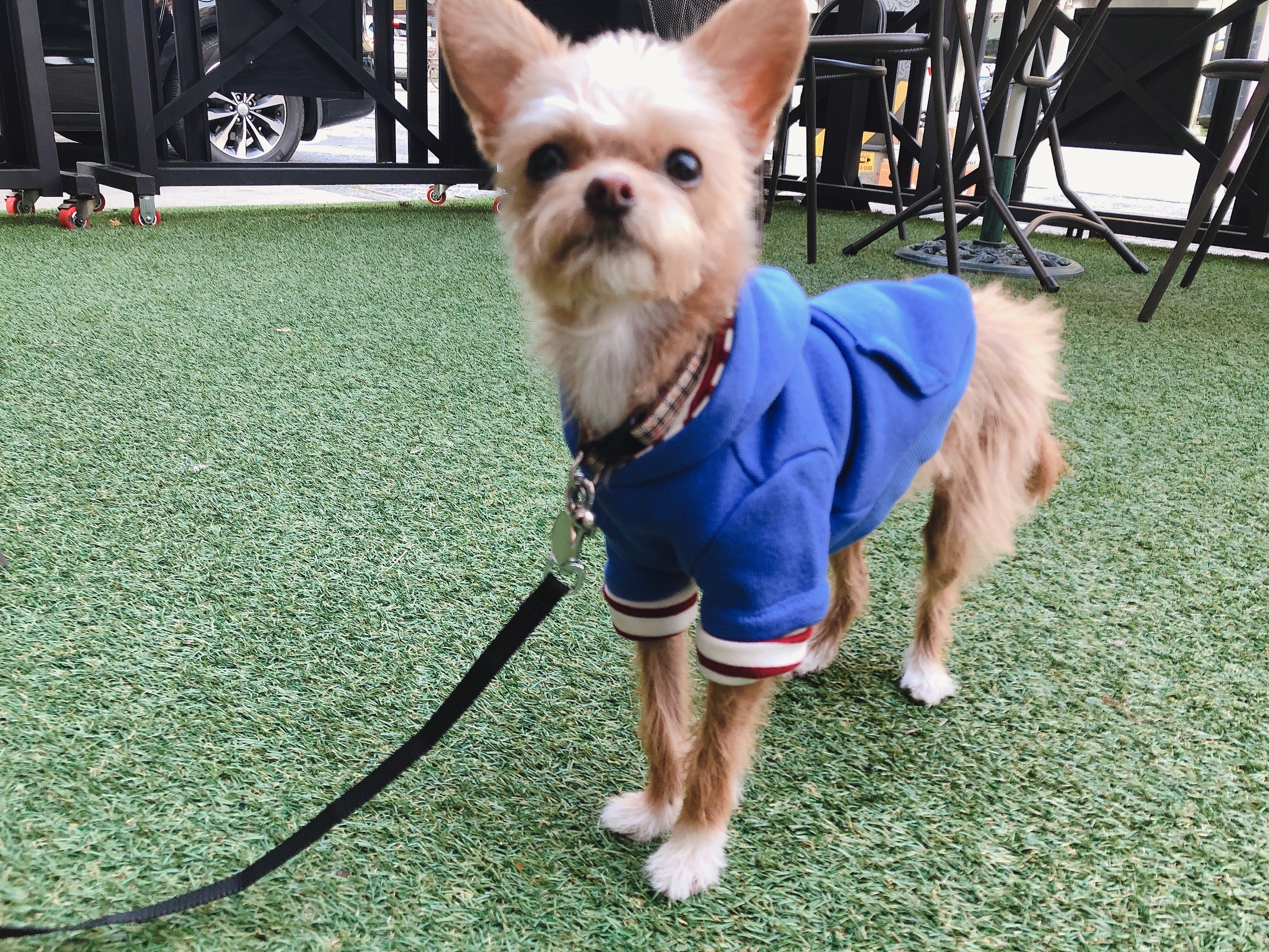 단추(뽀요) 1년❤