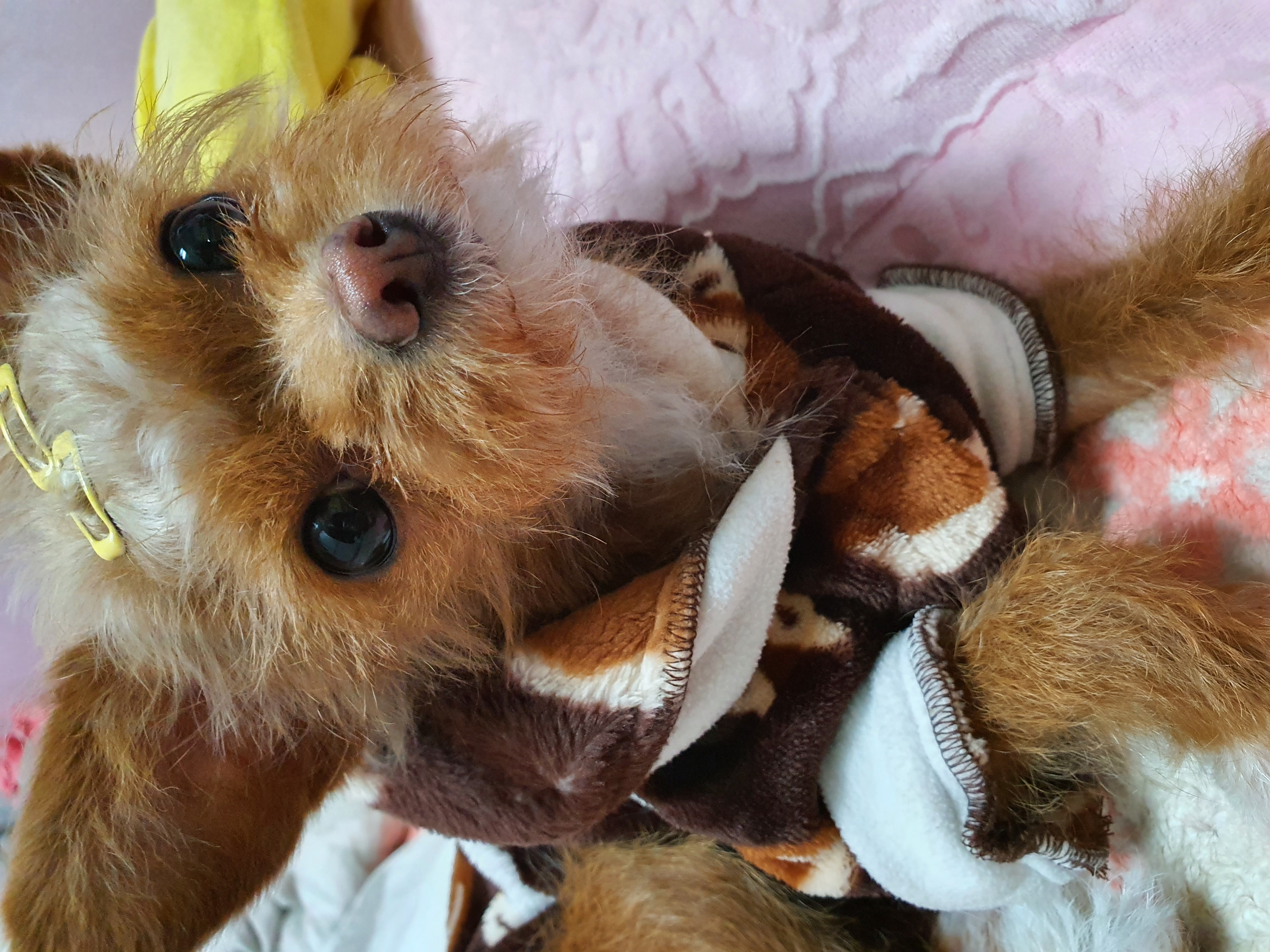 단추(뽀요) 1년❤