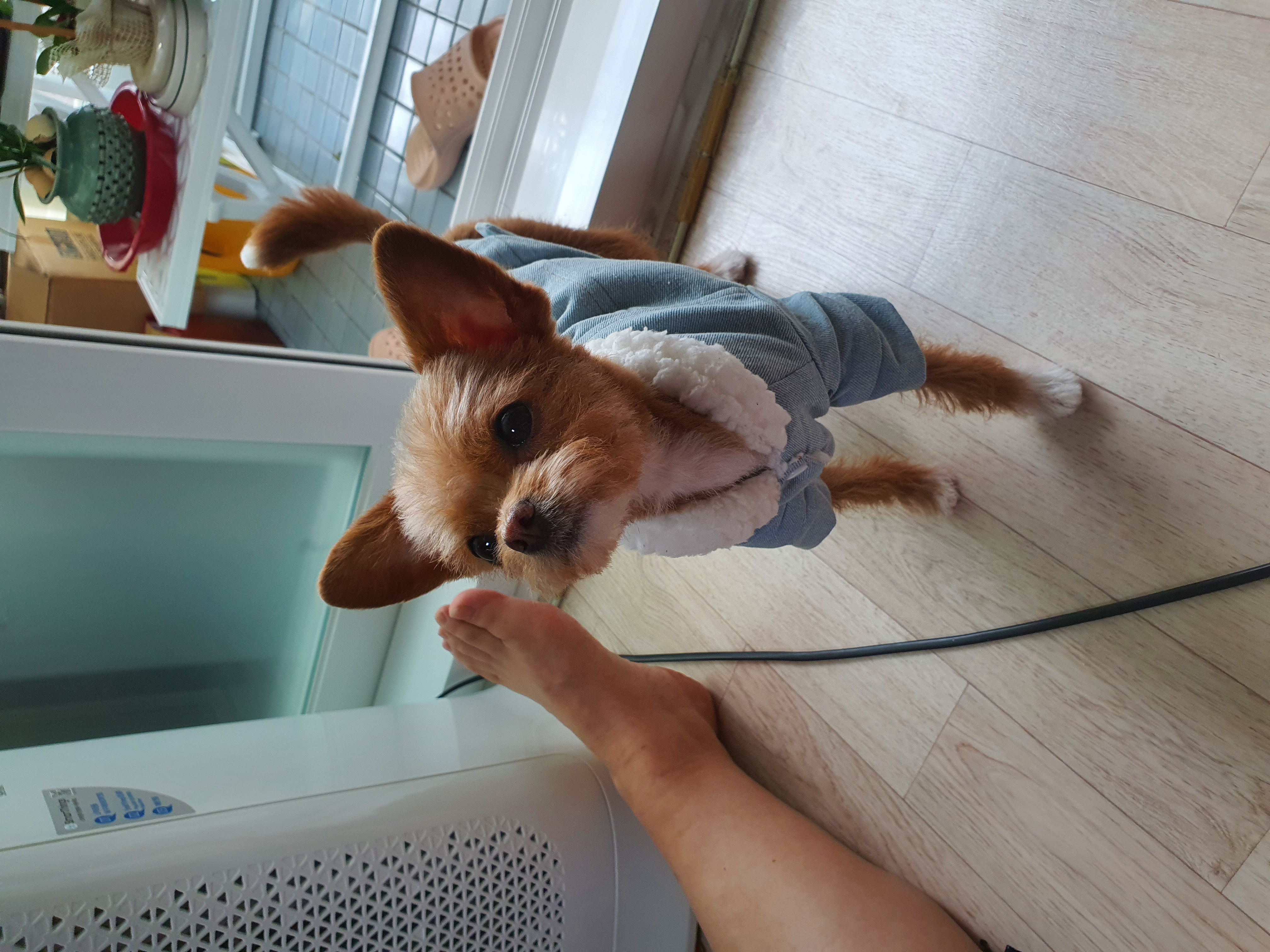 단추(뽀요) 1년❤