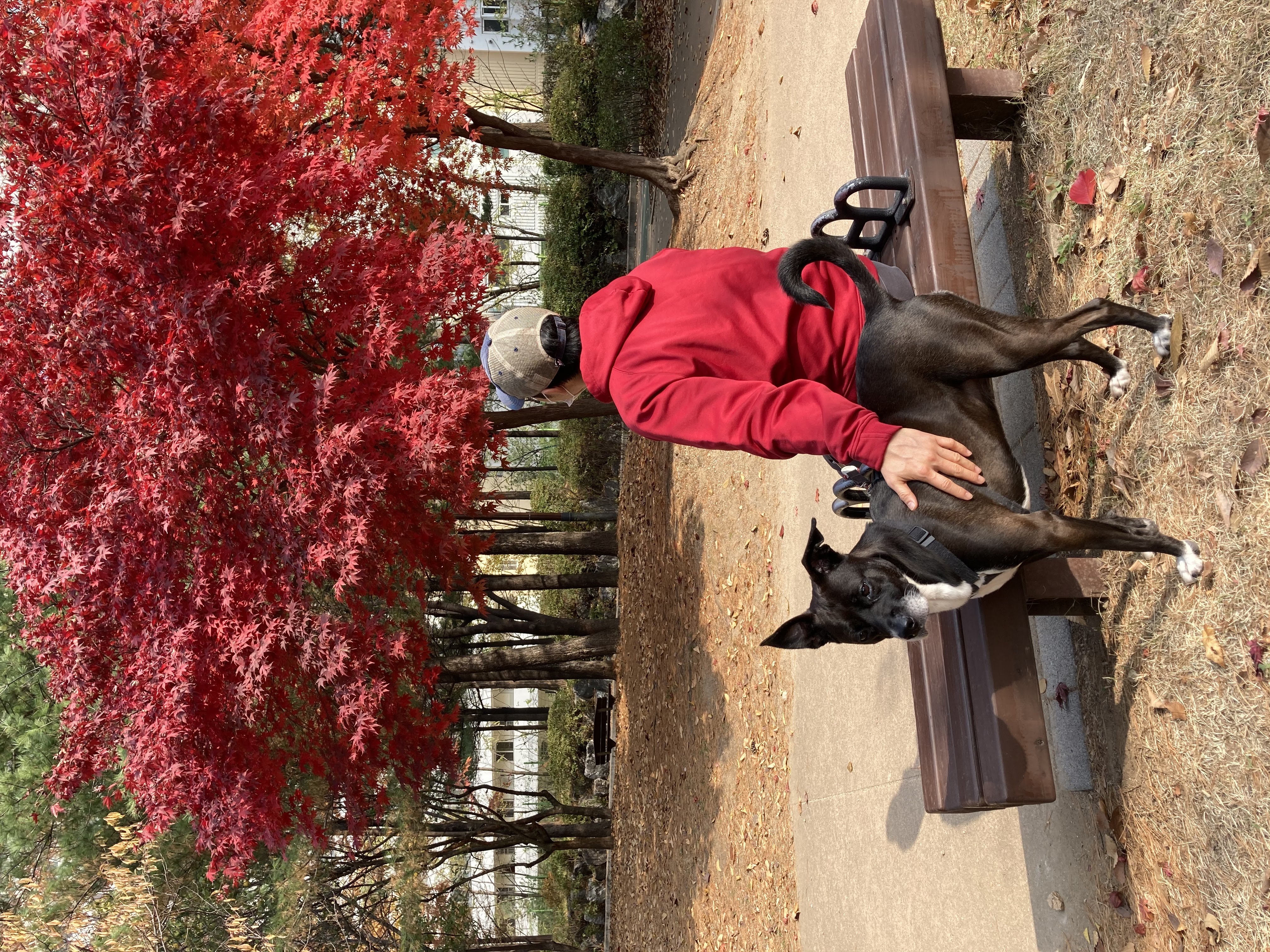 딩동이네 6년차 소식 (딩동이는 벌써 7살)