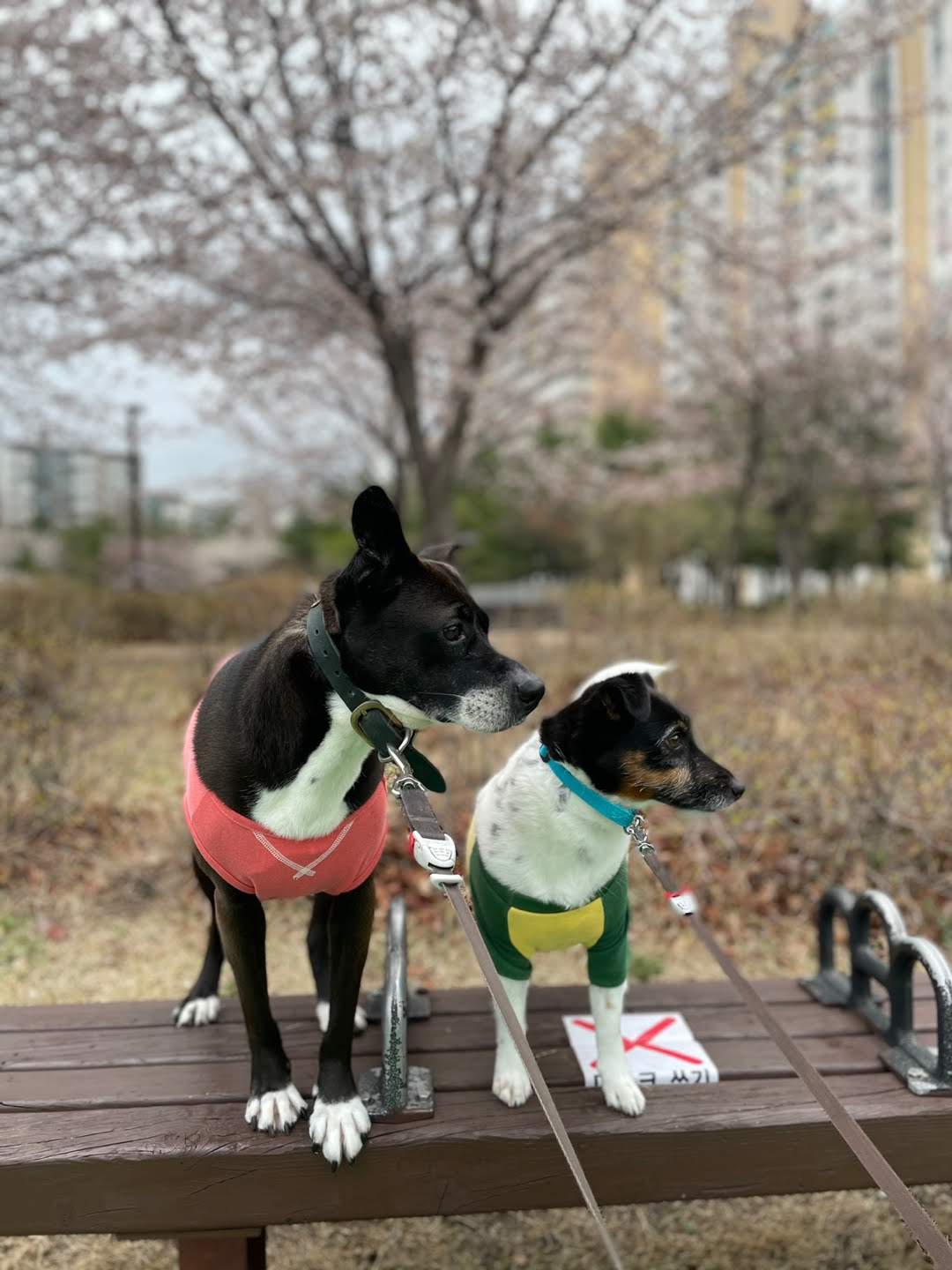 딩동이네 6년차 소식 (딩동이는 벌써 7살)