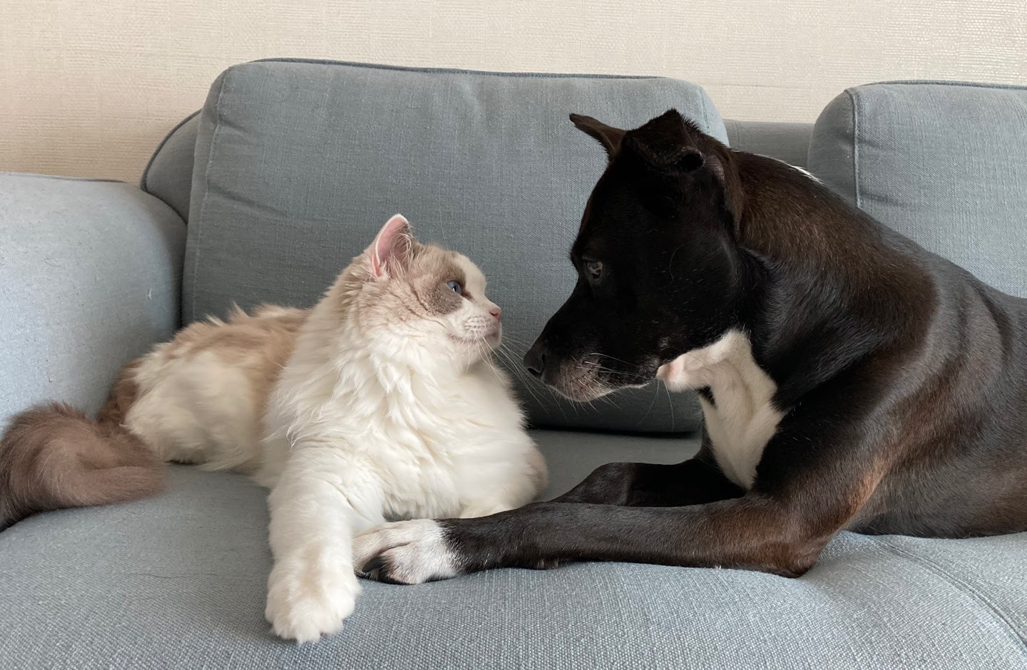 딩동이네 6년차 소식 (딩동이는 벌써 7살)