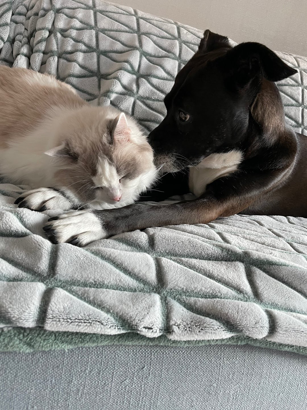 딩동이네 6년차 소식 (딩동이는 벌써 7살)