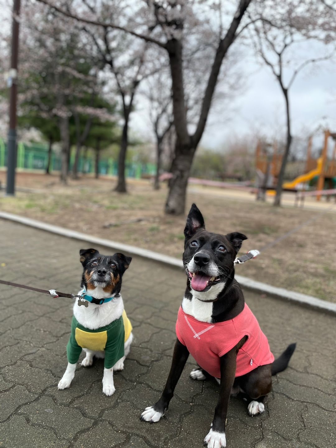 딩동이네 6년차 소식 (딩동이는 벌써 7살)