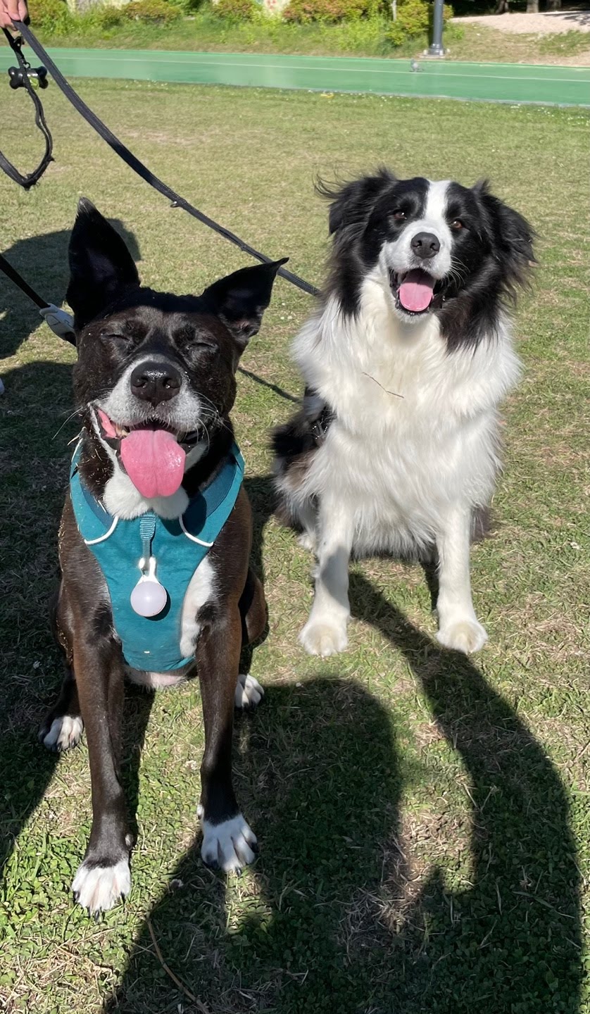 딩동이네 6년차 소식 (딩동이는 벌써 7살)