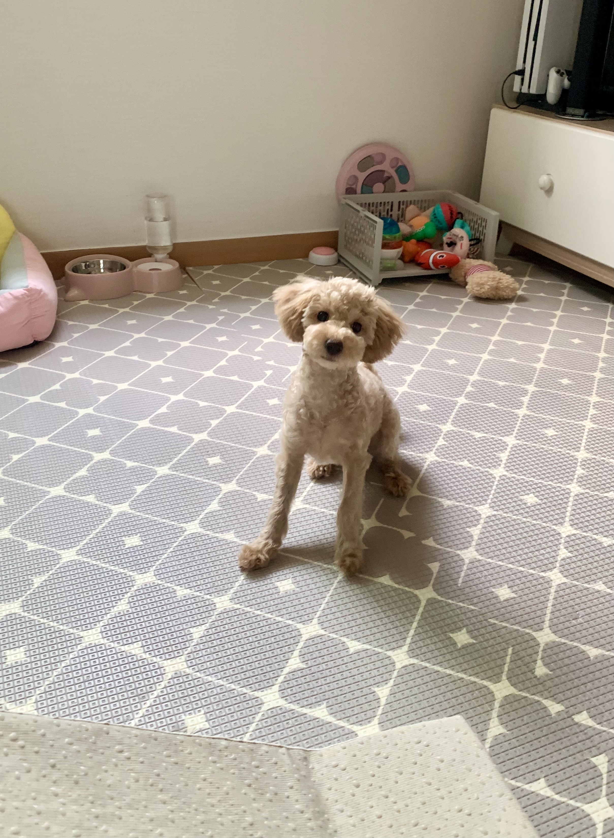 초이(곤지암-해삼) 육아 3개월의 기록