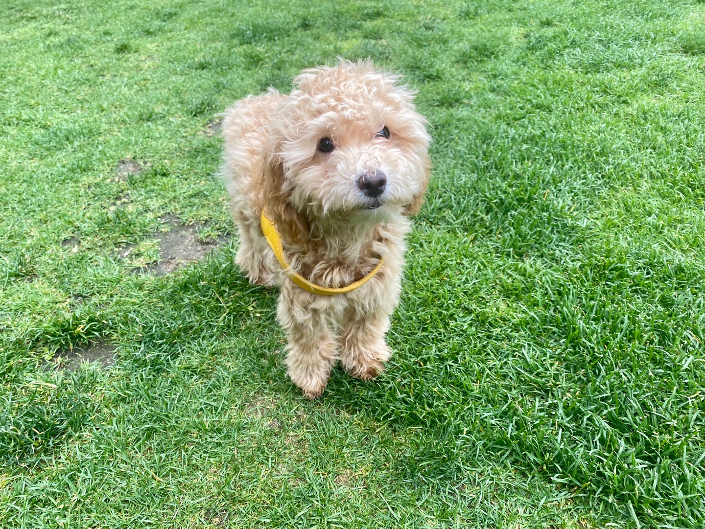 랑이(곤지암 해사) 3개월차