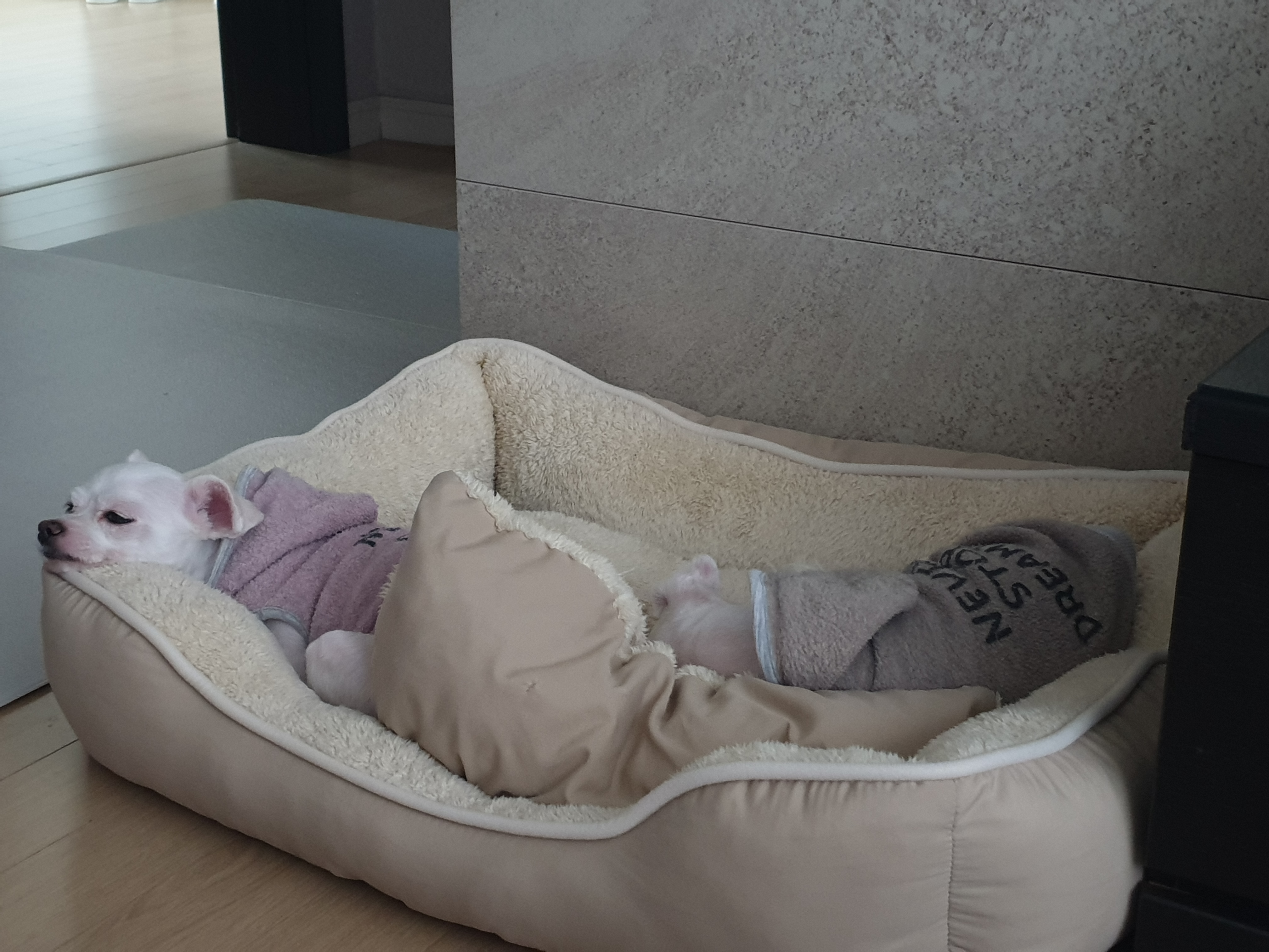 영천불법번식장구조견 포롱이 입양 1년~