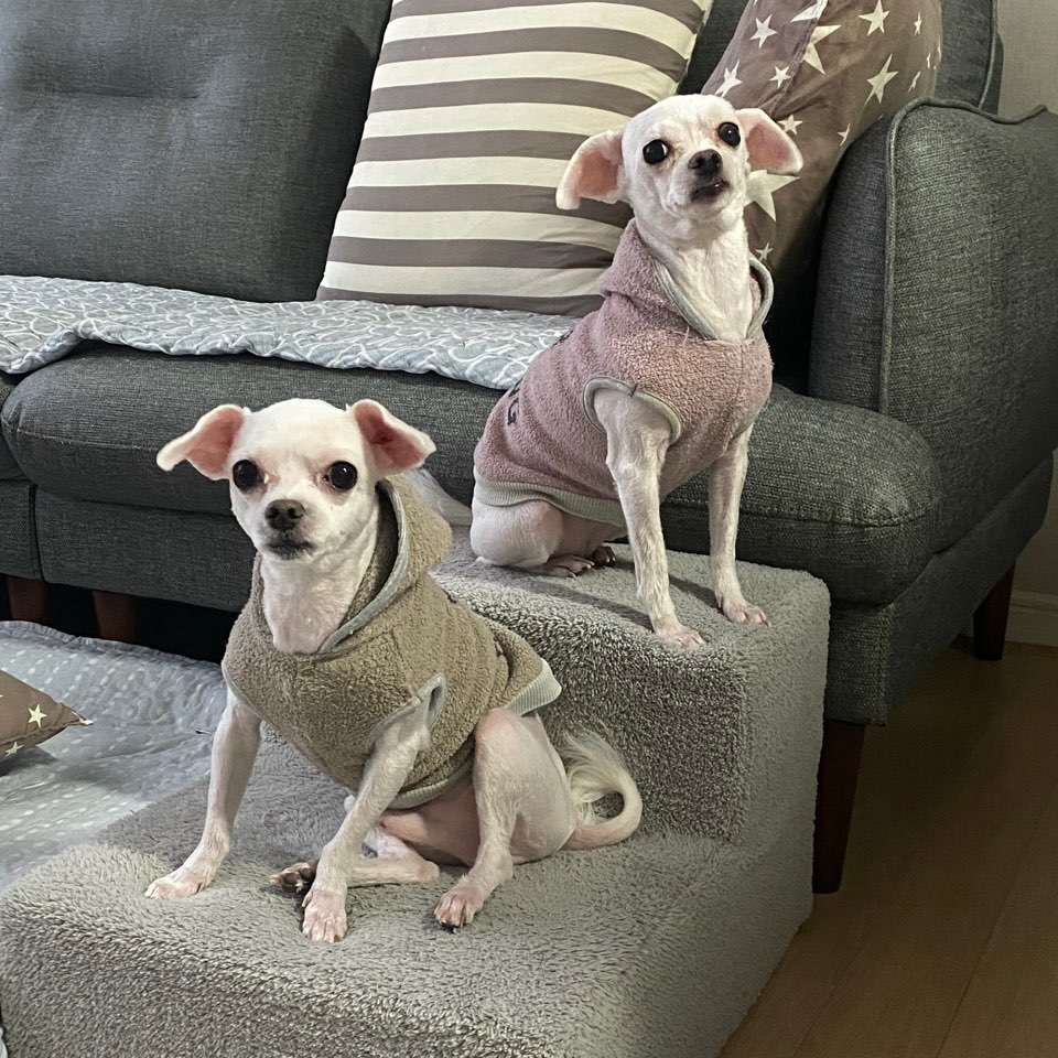 영천불법번식장구조견 포롱이 입양 1년~