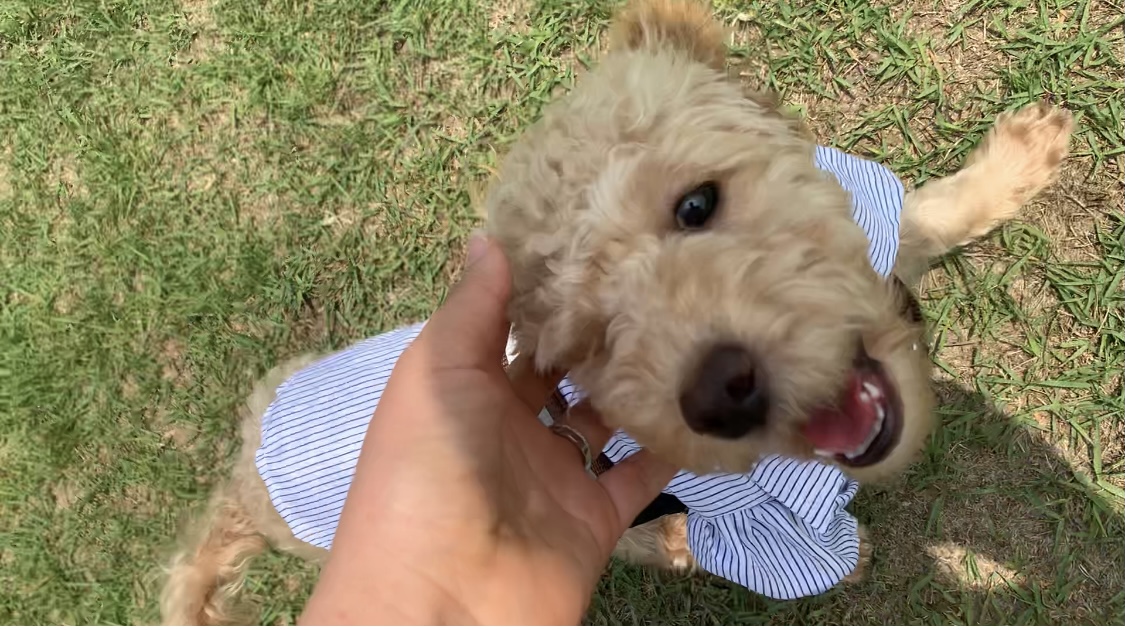 초이(곤지암-해삼) 드디어 웃었어요!!