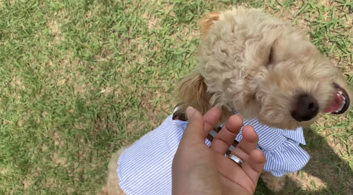 초이(곤지암-해삼) 드디어 웃었어요!!