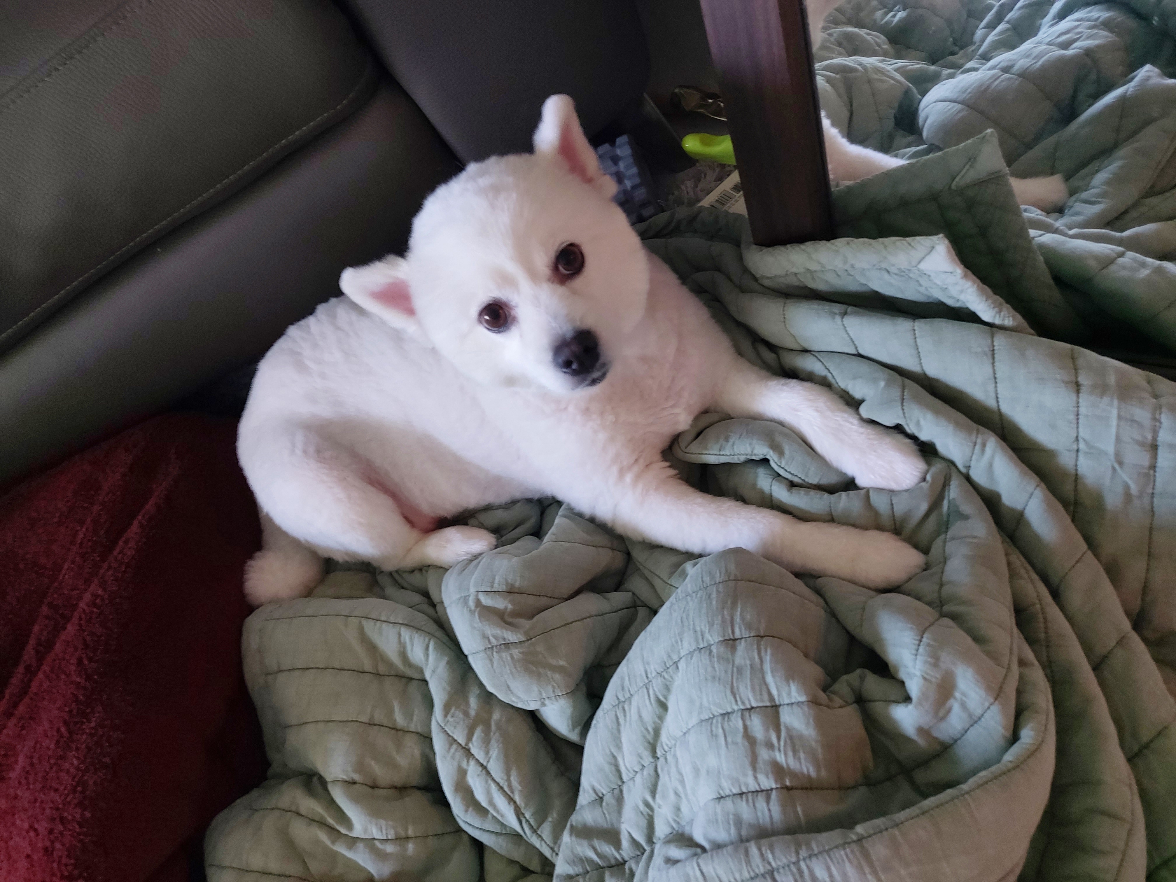 린 (빵또아) 입양 1년후기