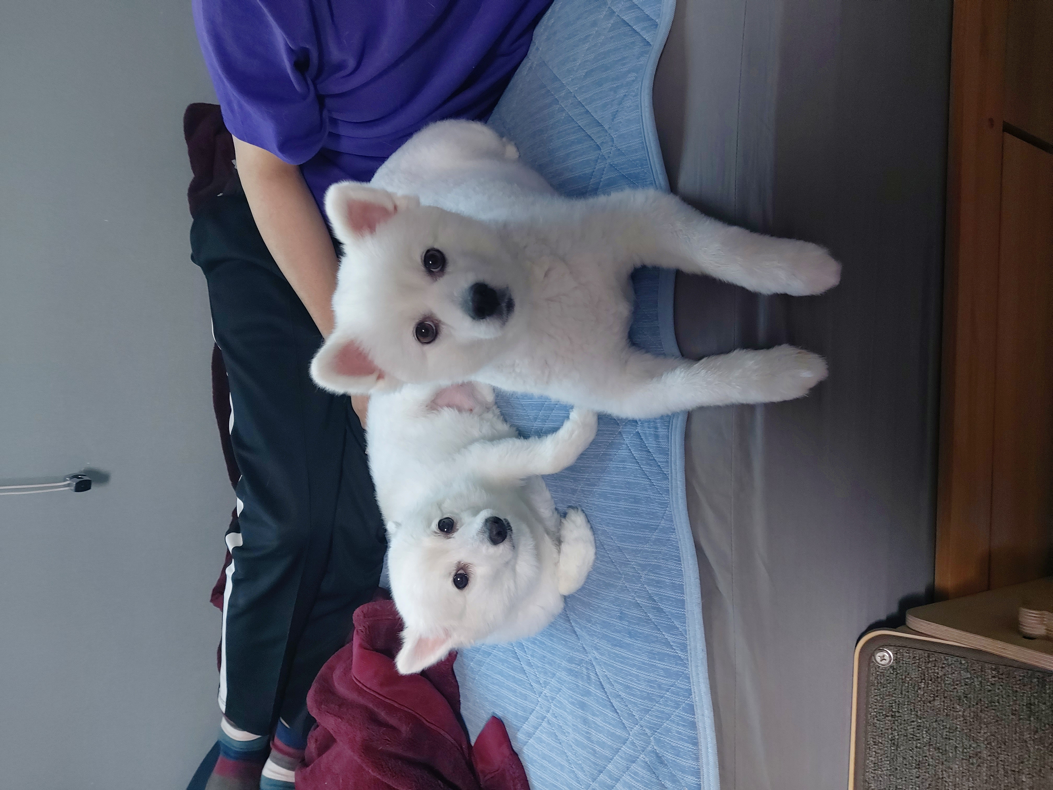 린 (빵또아) 입양 1년후기