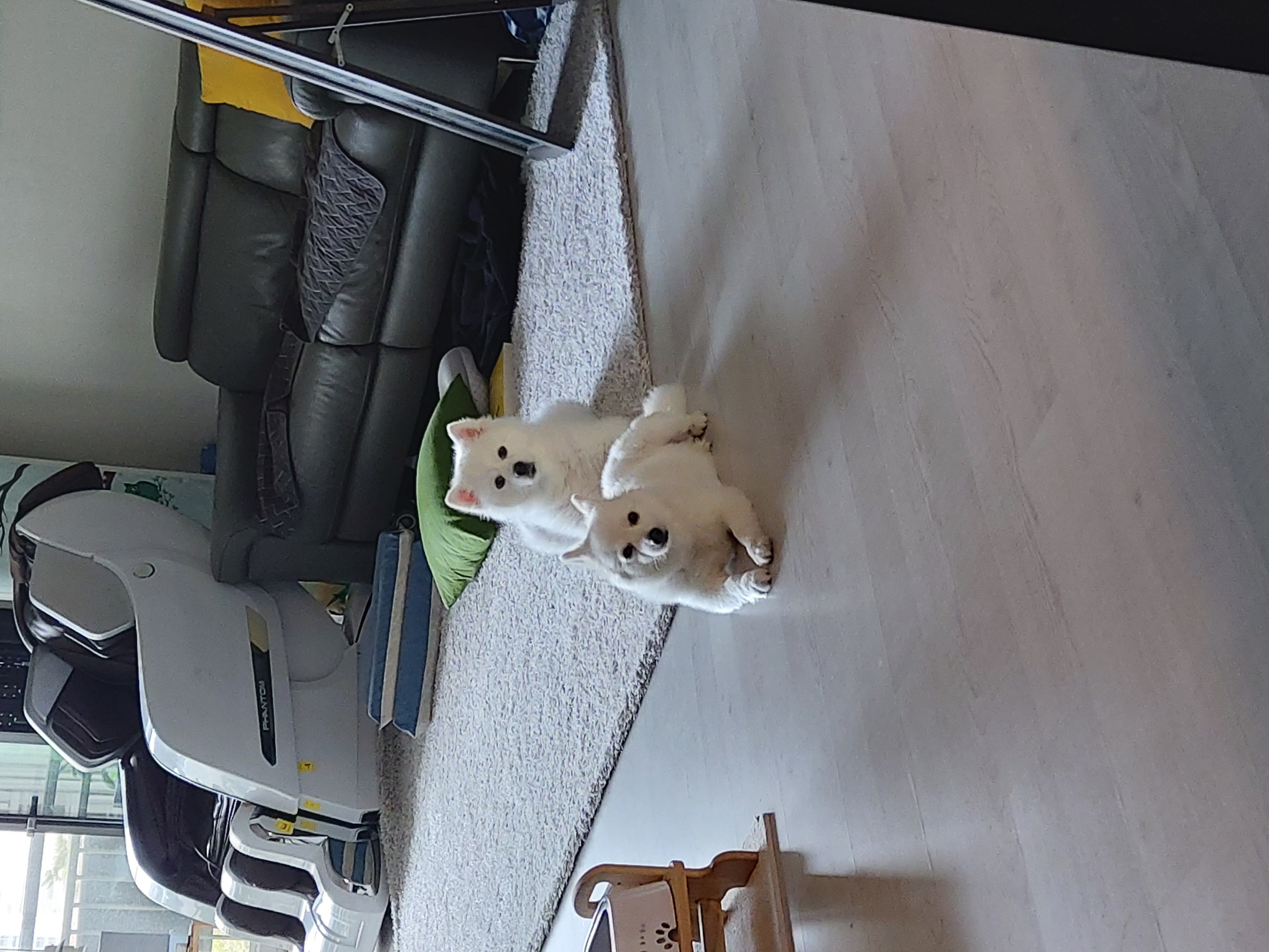 린 (빵또아) 입양 1년후기